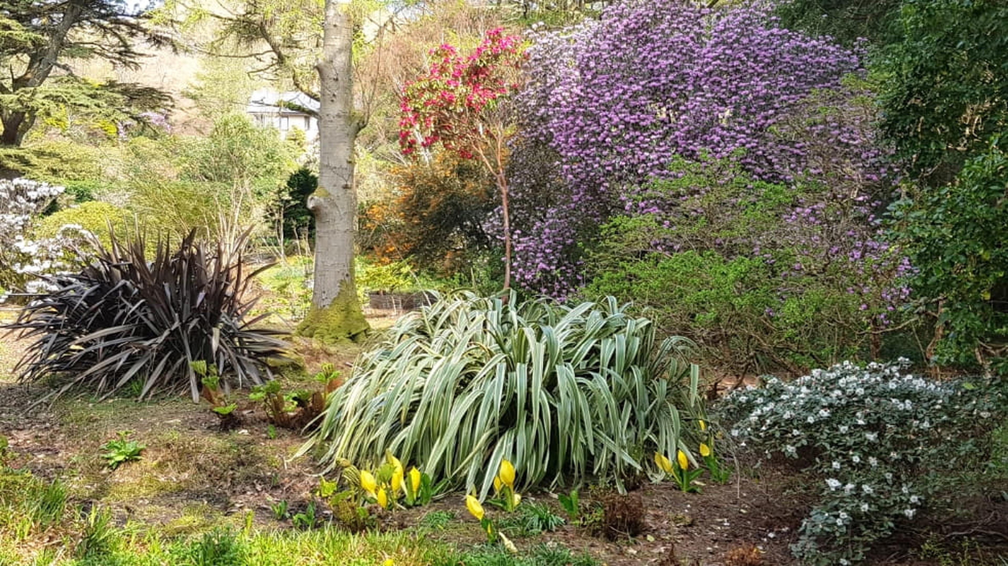 An image of a garden in scotland