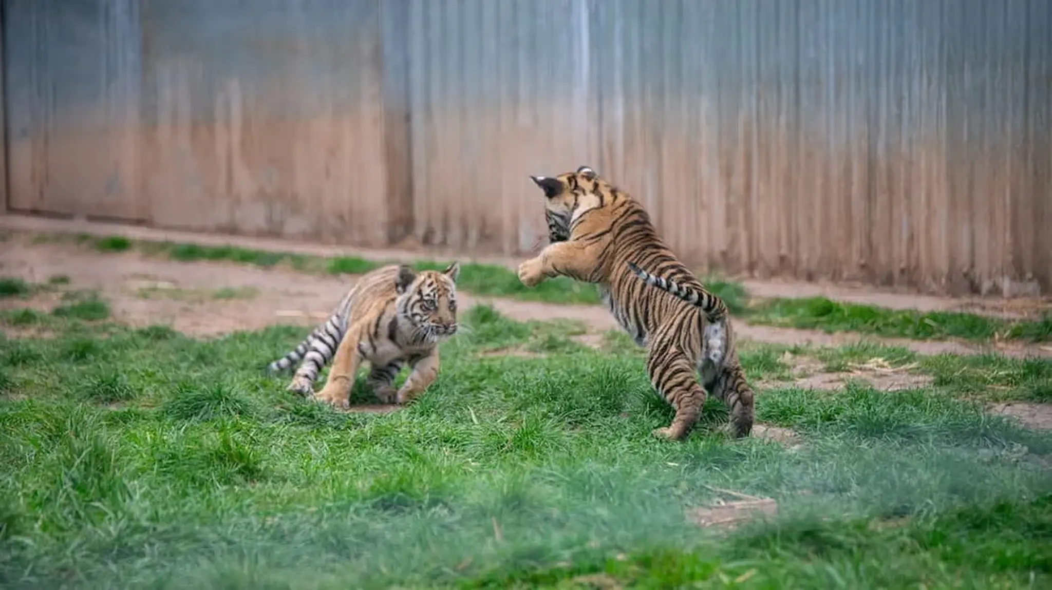 Two tiger cubs playfully interacting at West Midlands Safari Park