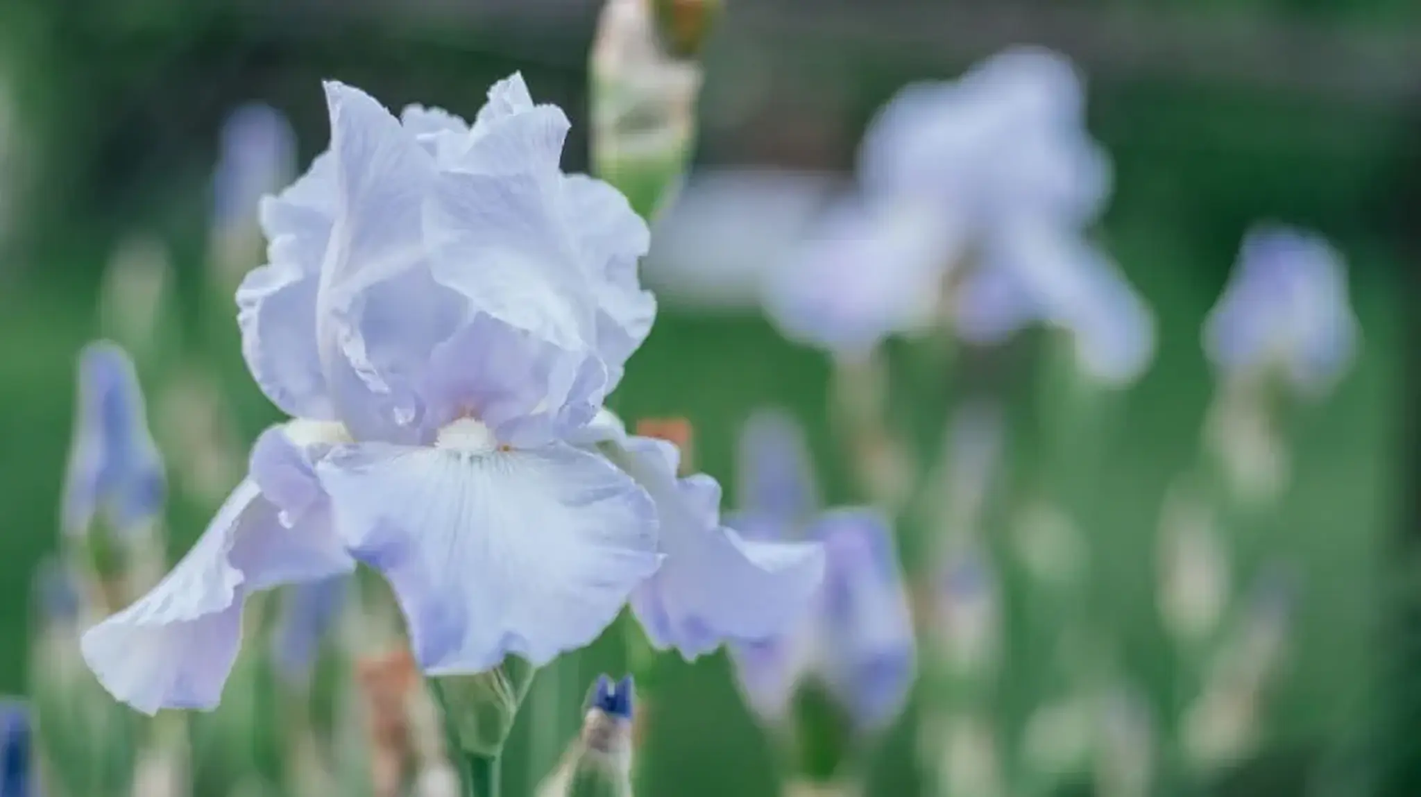 Close-up of a light purple iris flower with delicate petals