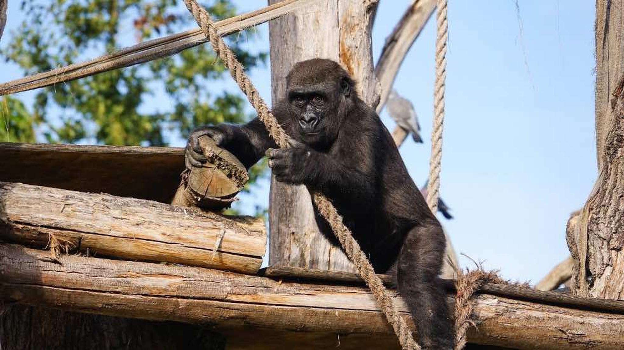 A gorilla sitting on wooden beams, holding a rope