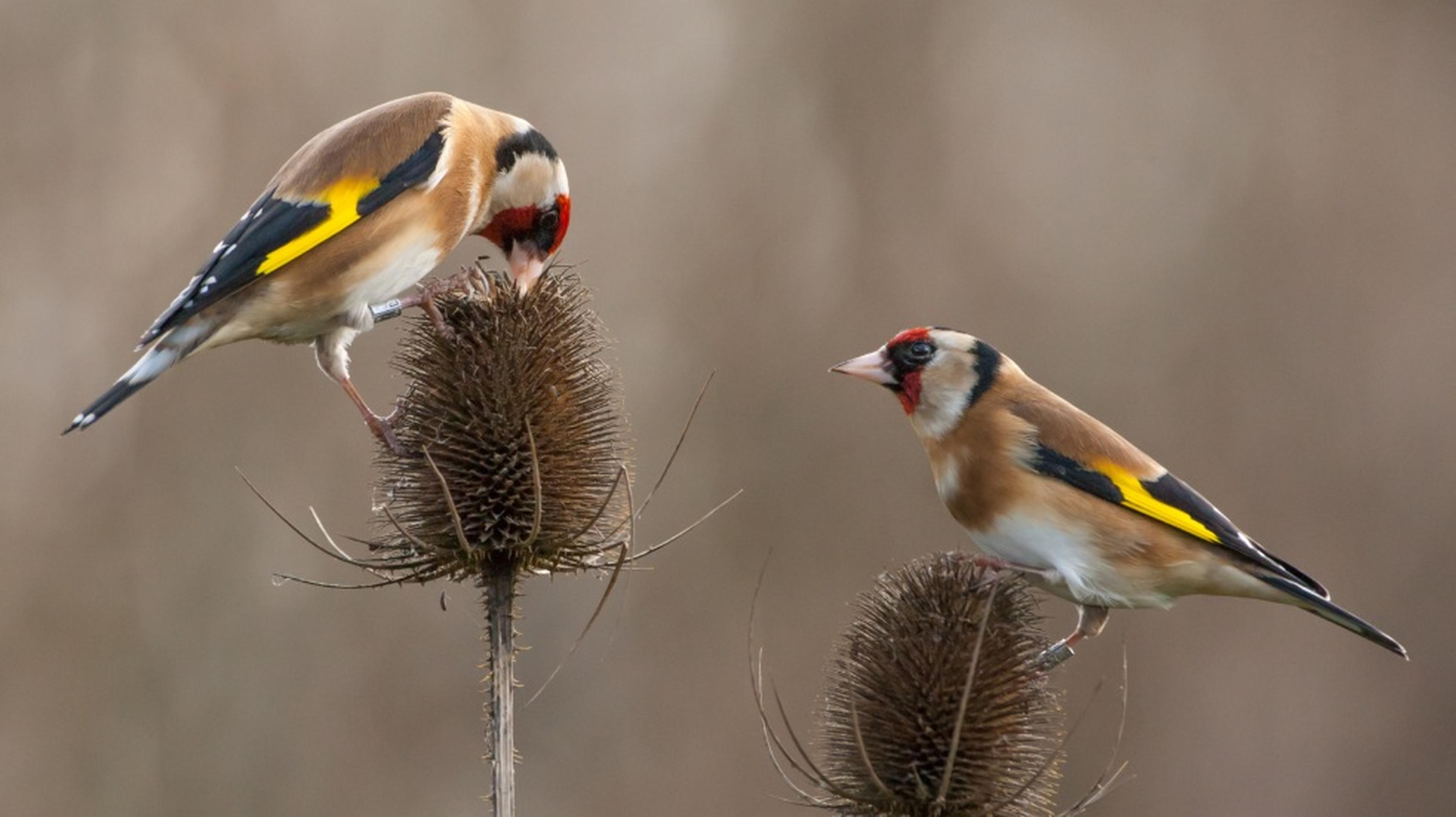 A beginner's guide to birdwatching
