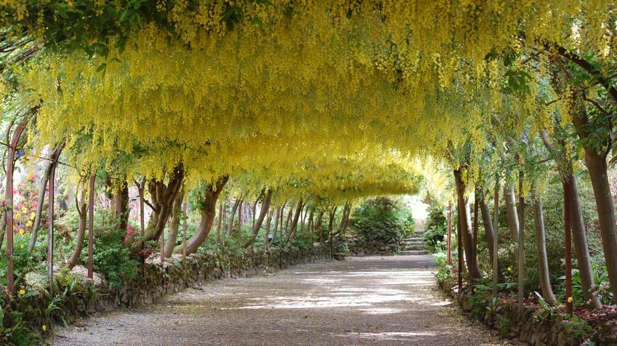 Pathway under a vibrant canopy of yellow wisteria blooms