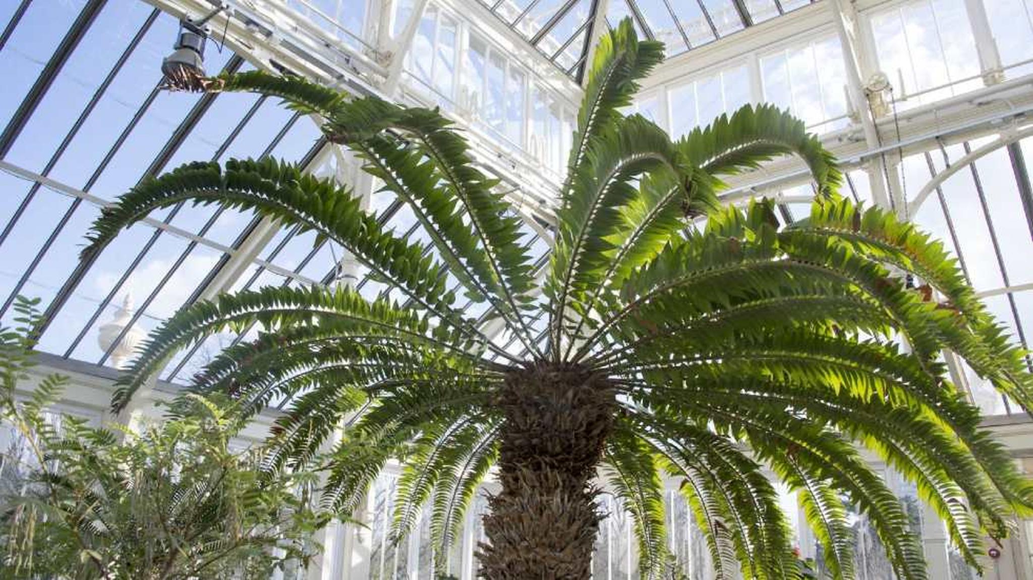 ncephalartos woodii (Wood’s Cycad or ‘the loneliest plant in the world’) in a bright greenhouse
