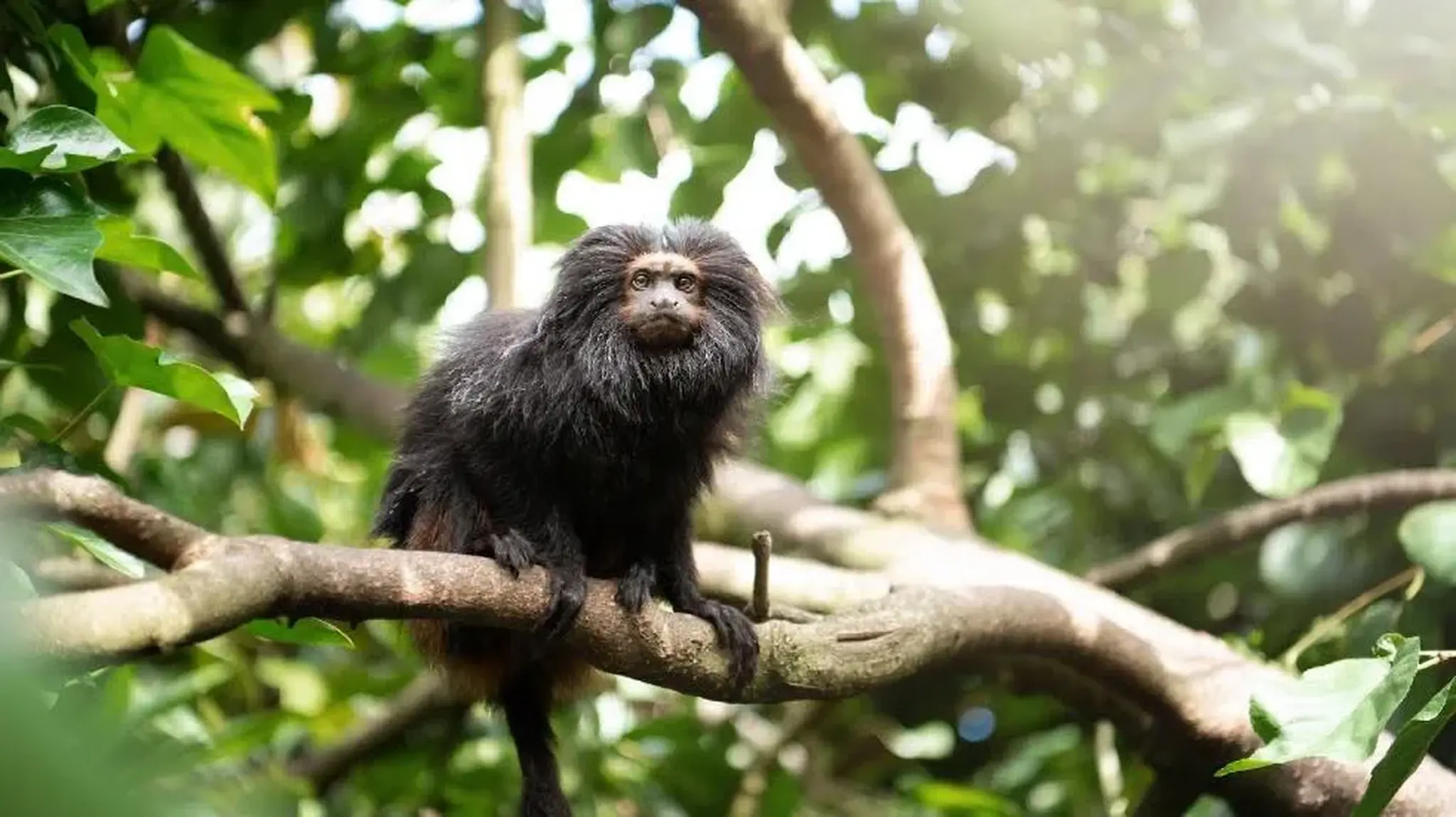 A black tamarin monkey sitting on a branch