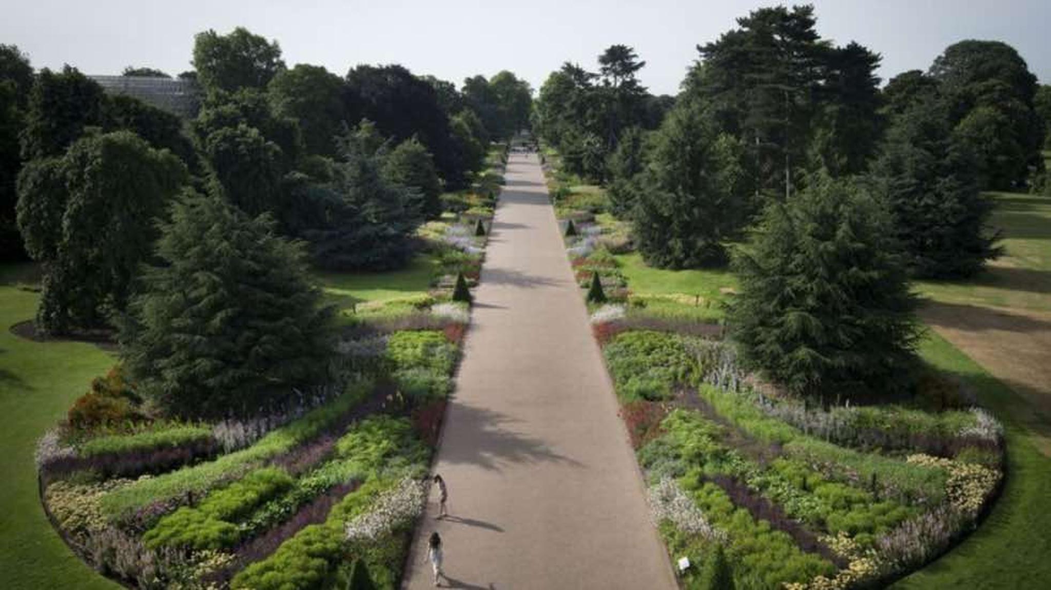 Aerial view of a long, tree-lined path in a botanical garden