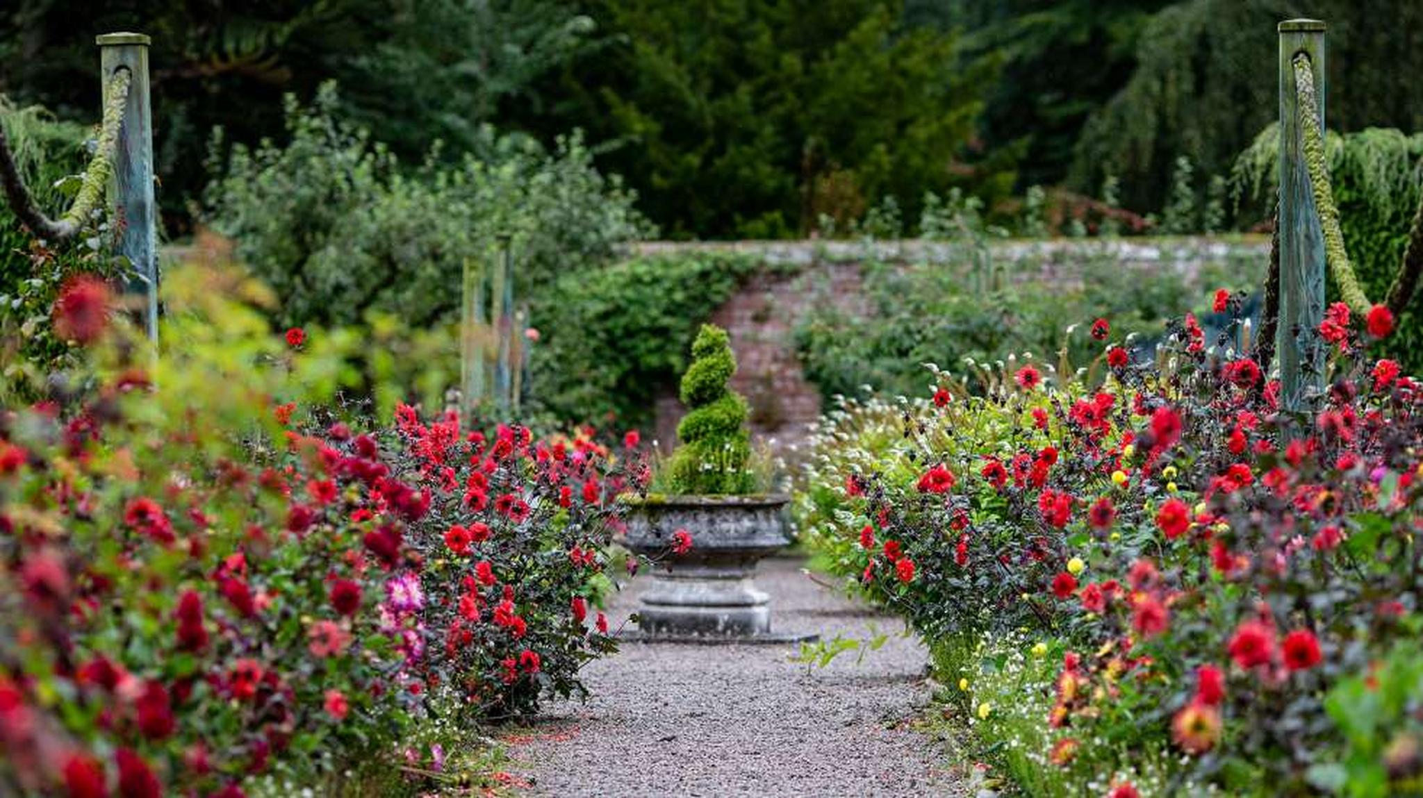 Pathway through vibrant garden of red flowers, leading to a topiary centerpiece