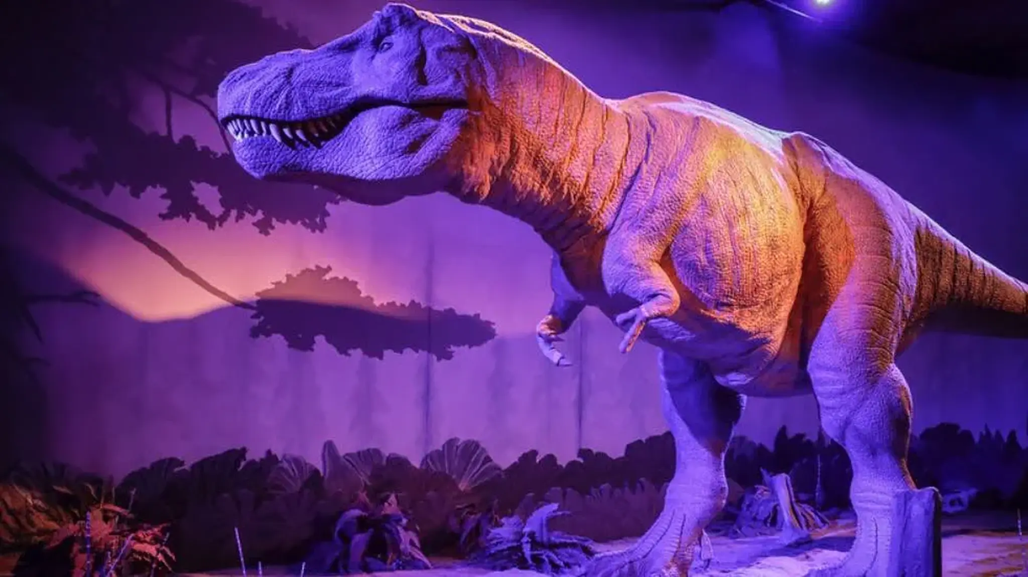 A life like Tyrannosaurus rex model displayed in a dimly lit exhibit