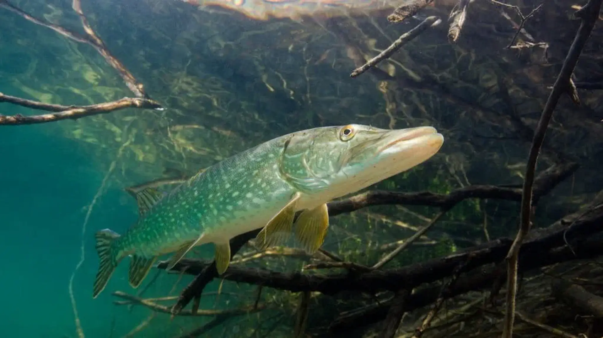 A pike fish swimming in clear, blue-green water