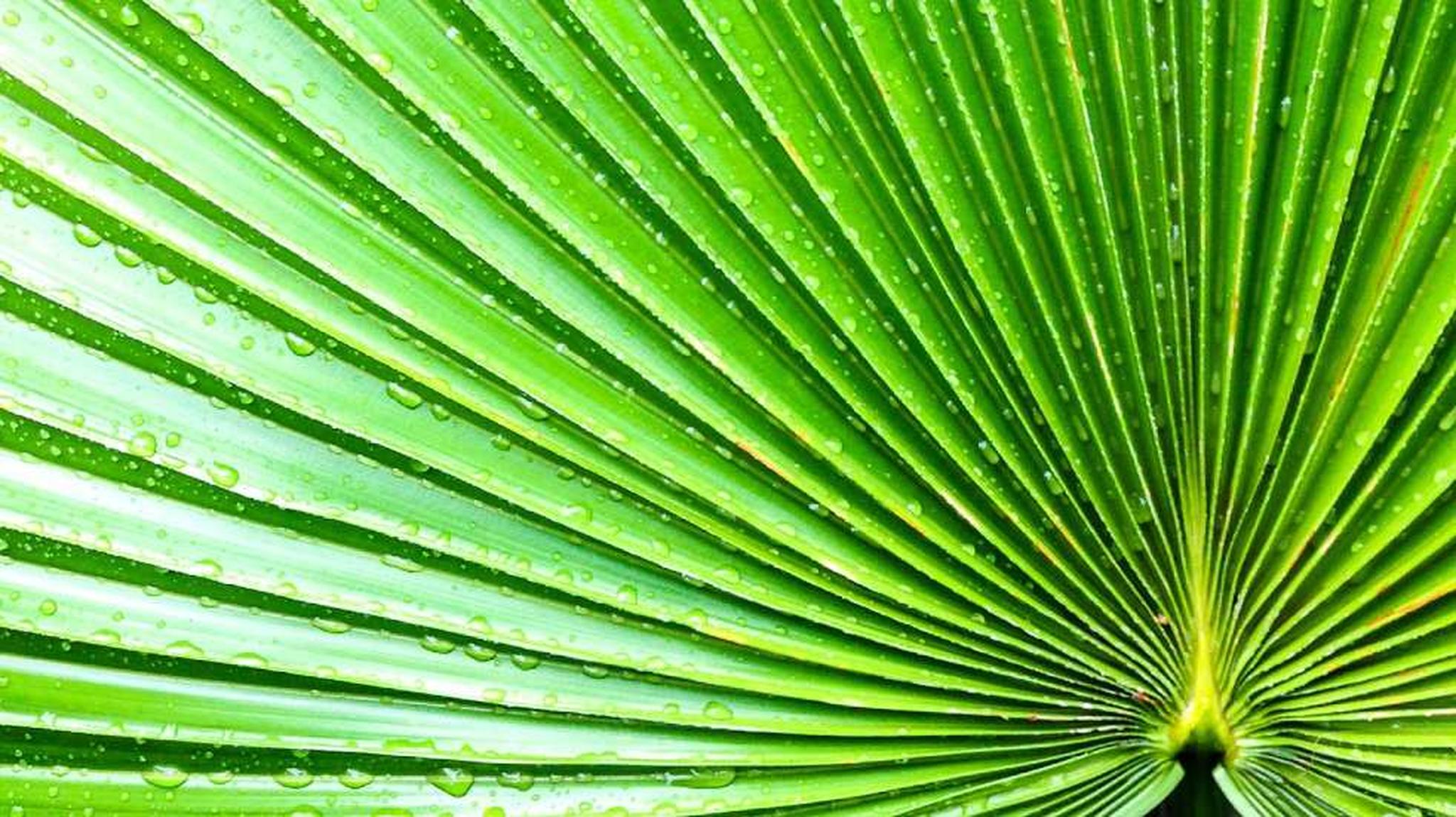 Close-up of a vibrant green palm leaf Tahina spectabilis (the Tahina Palm)