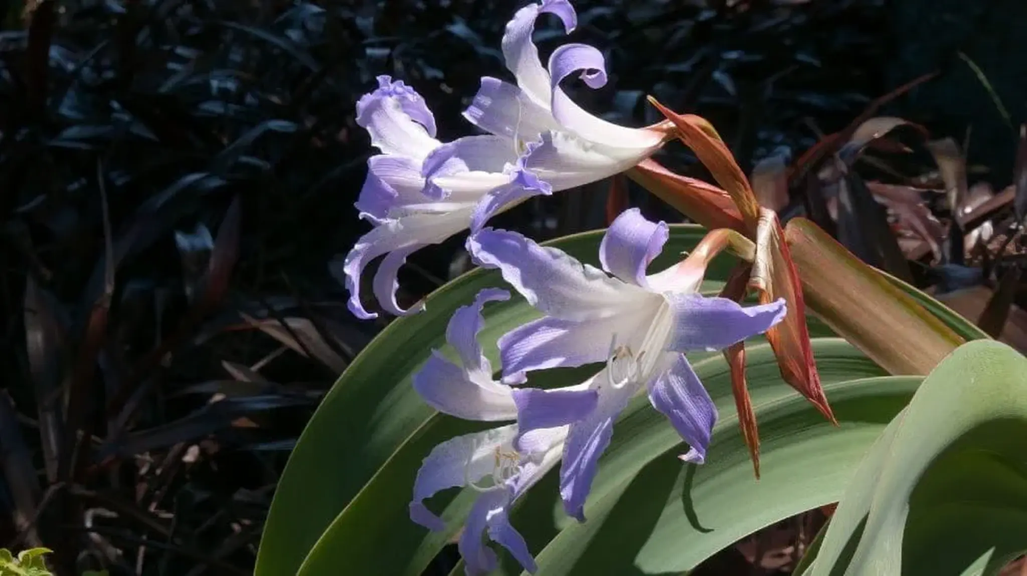 Purple and white flowered Amaryllis