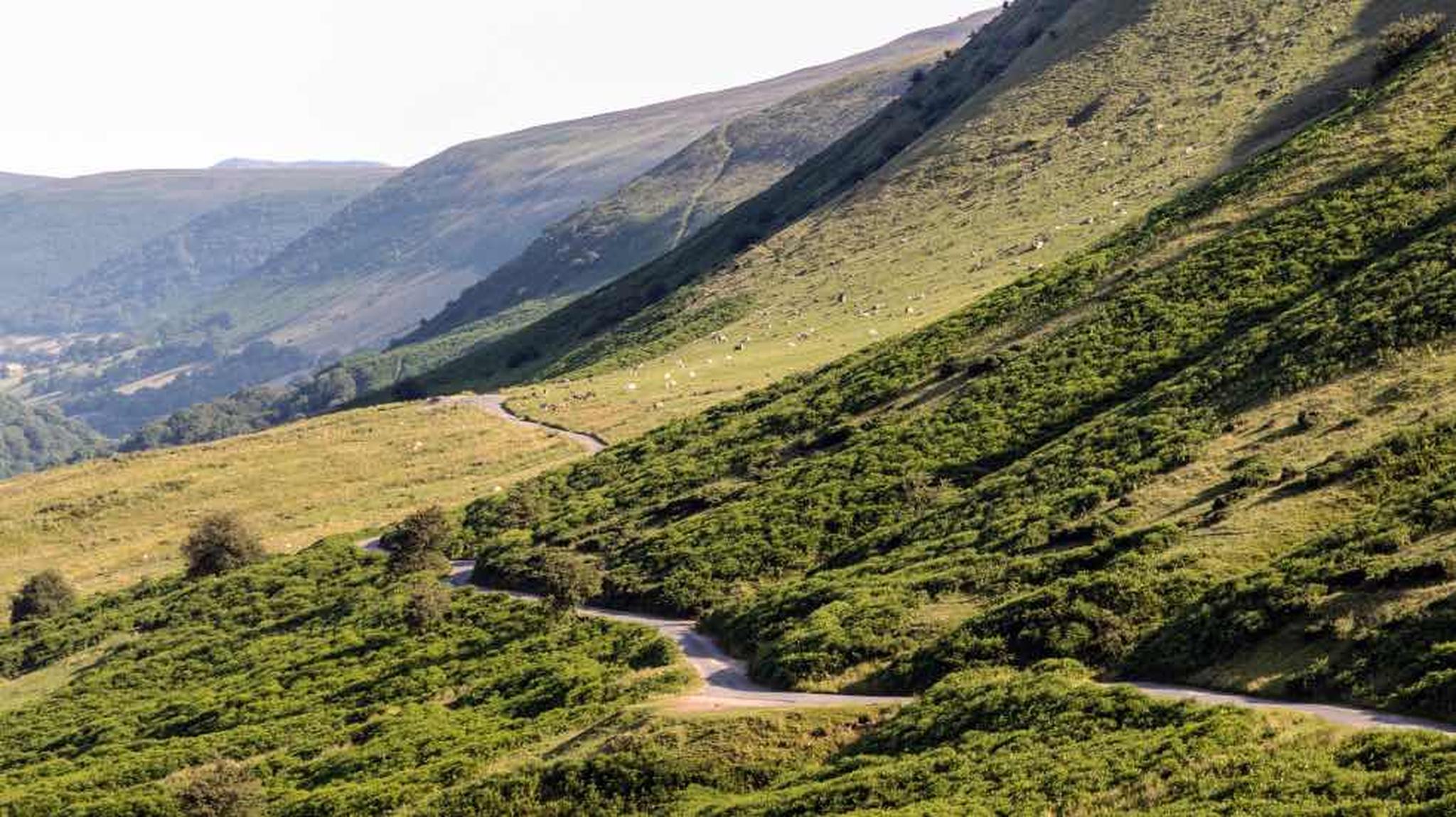 Winding path through lush green hills with scattered sheep