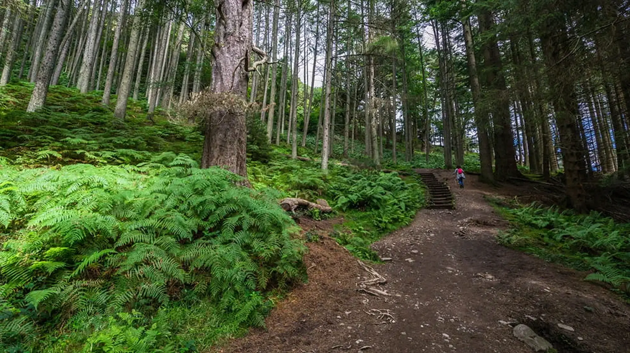 A person walks up a dirt path through a lush, green forest with tall trees