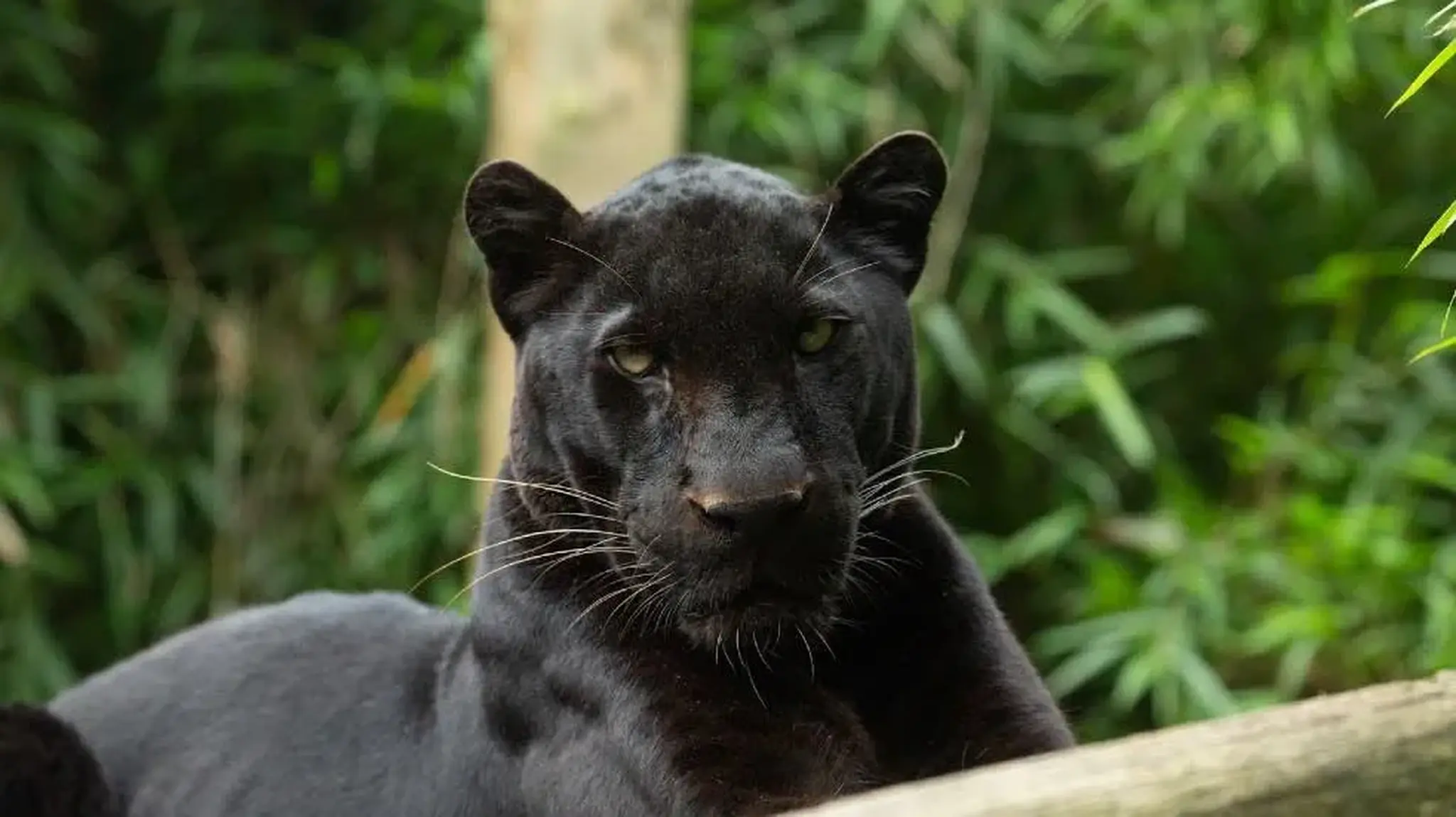 Black leopard resting on a log