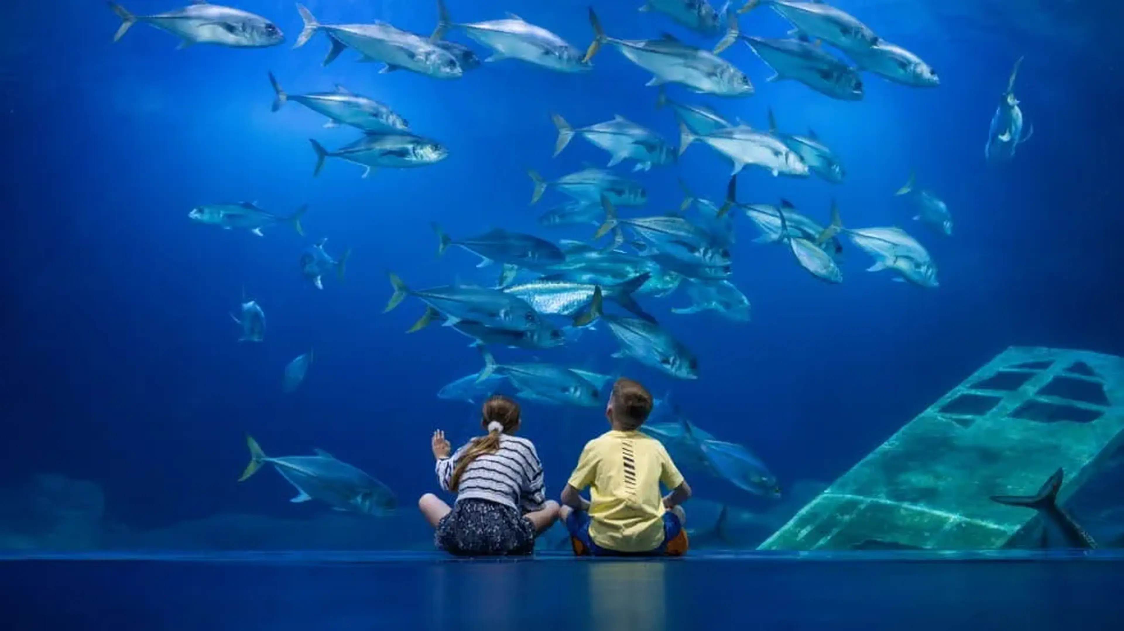 Marvel at a watery world of marine wildlife at the best aquariums in the UK