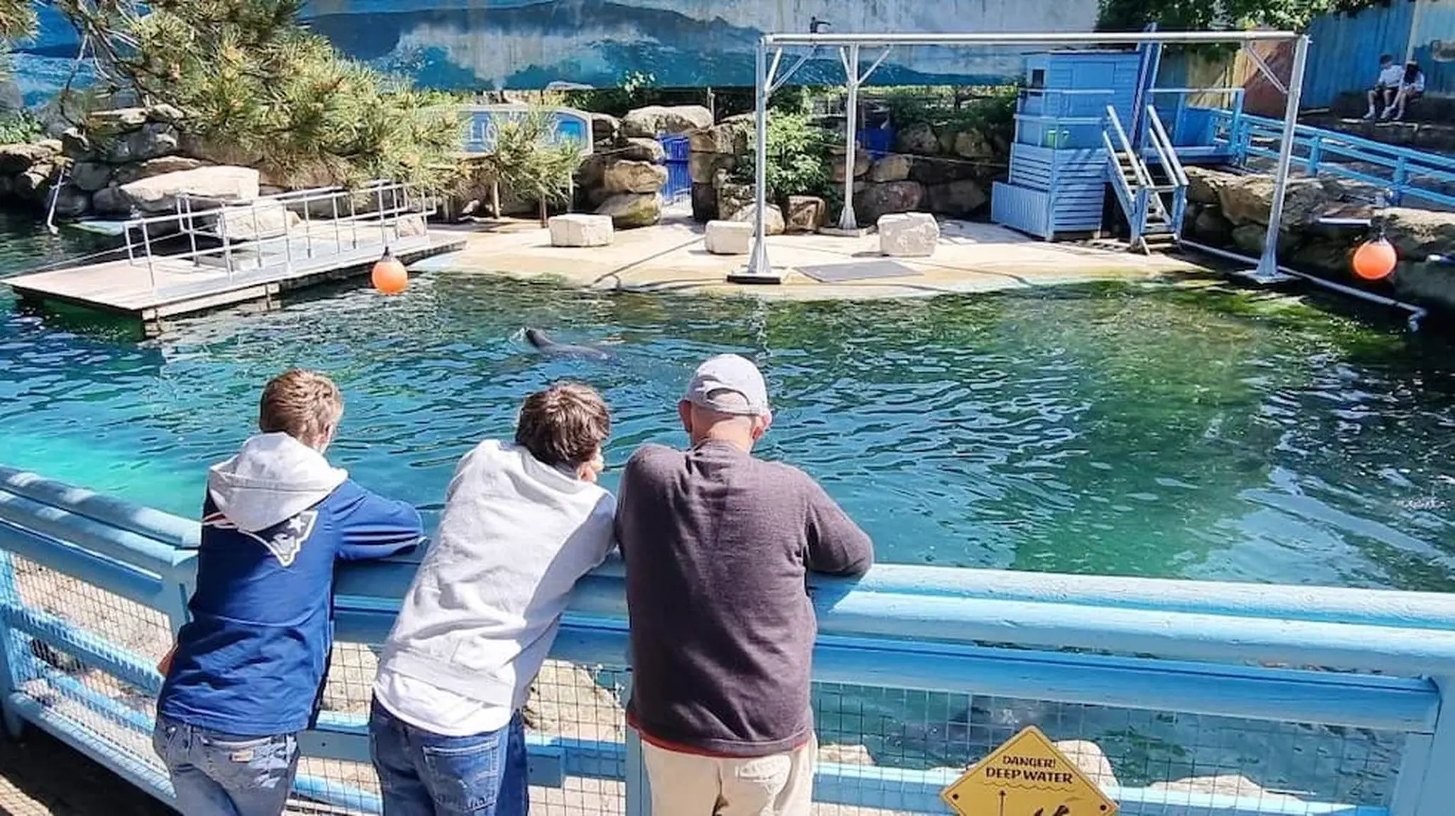 Three people leaning on a railing observe a seal in a blue, outdoor aquarium pool