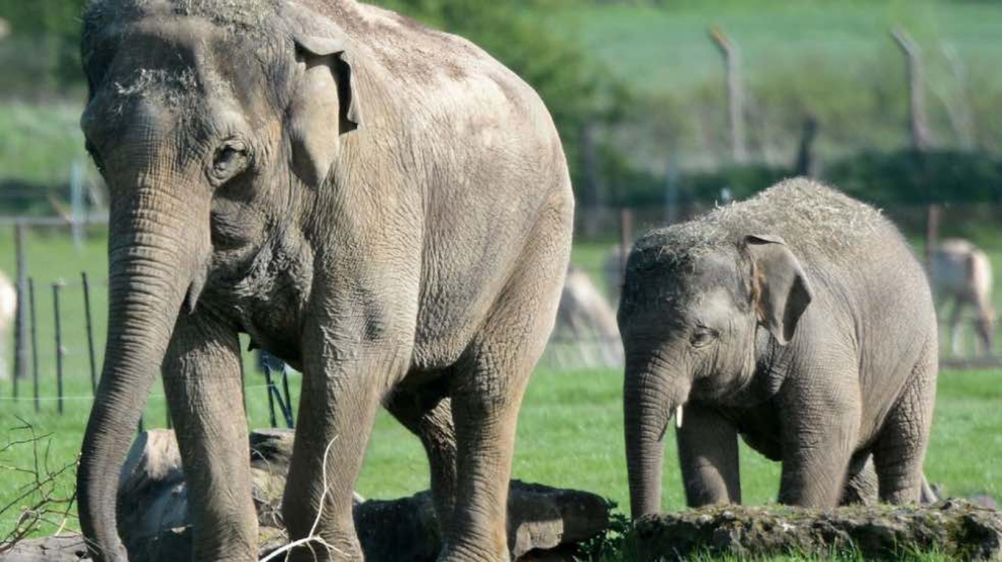 Two elephants walking in a grassy area, one adult and one calf