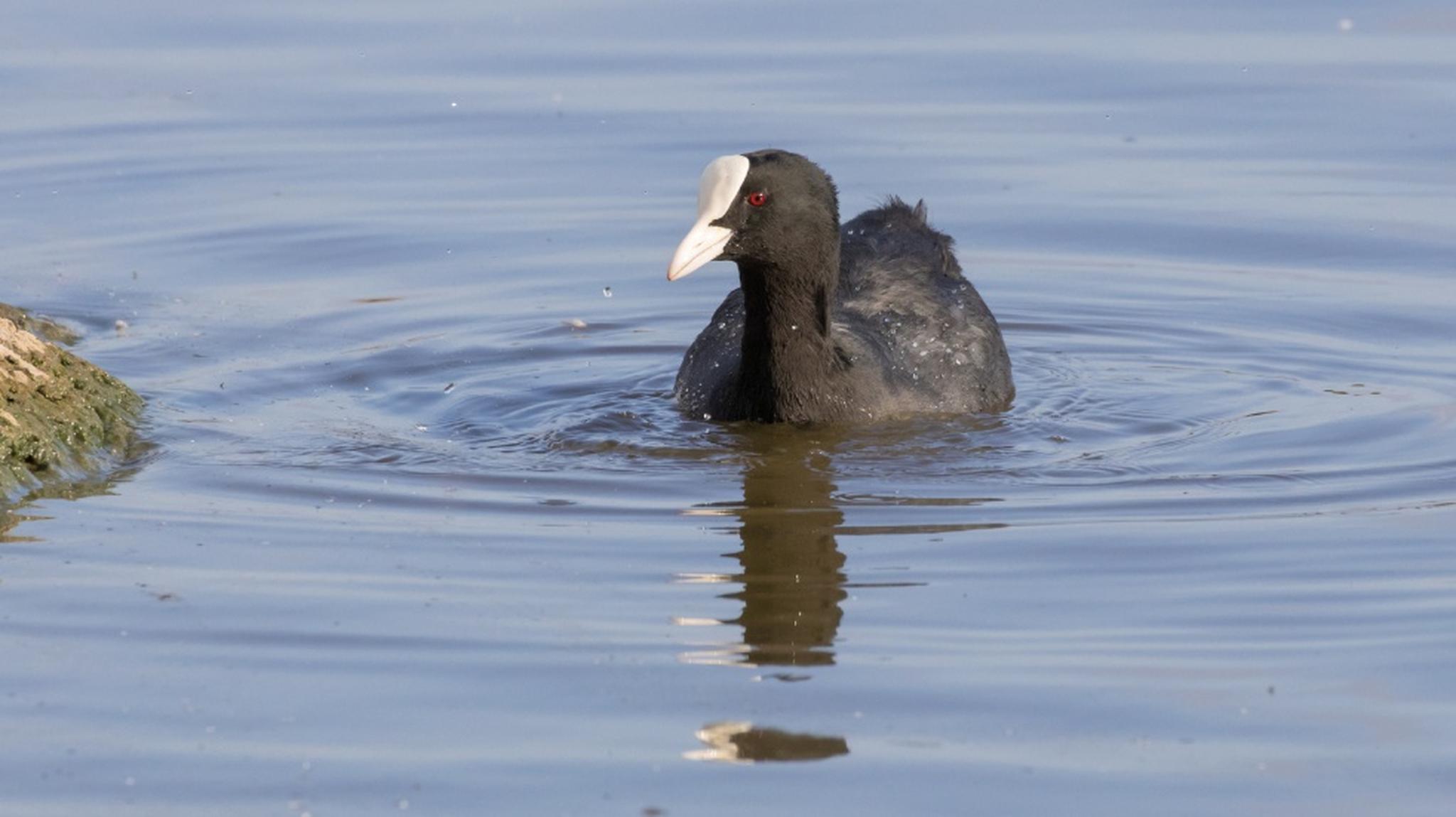 Moorhen on the water