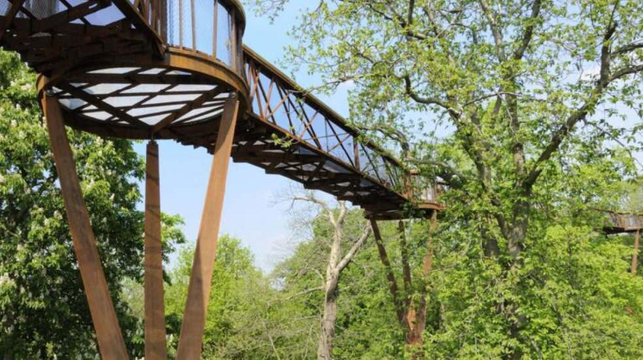 Elevated wooden walkway with railings winding through lush green trees under a clear blue sky.