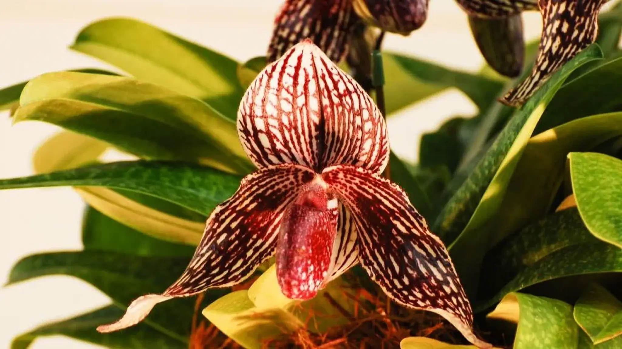 Close-up of a maroon and white patterned orchid with elongated petals