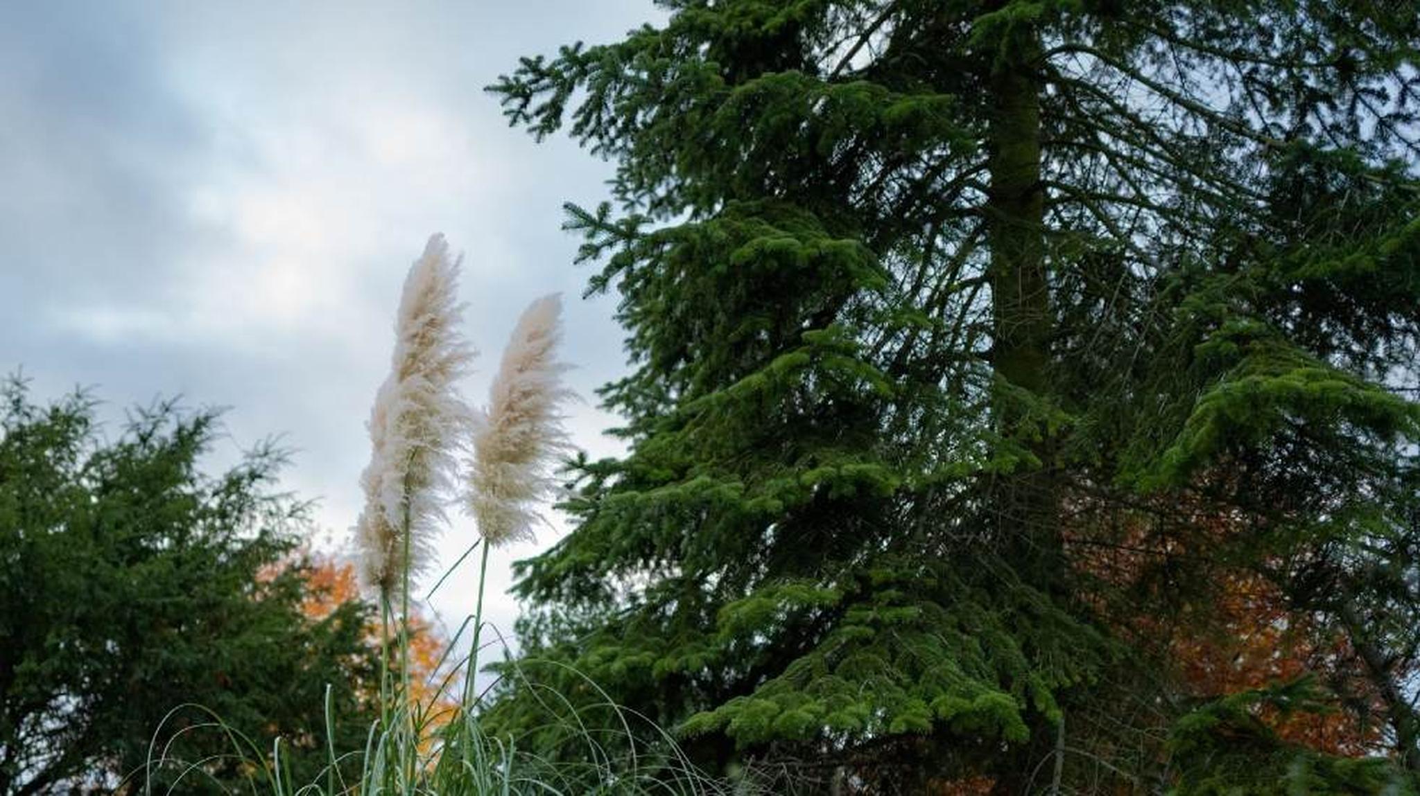 Tall pampas grass next to evergreen trees under a cloudy sky