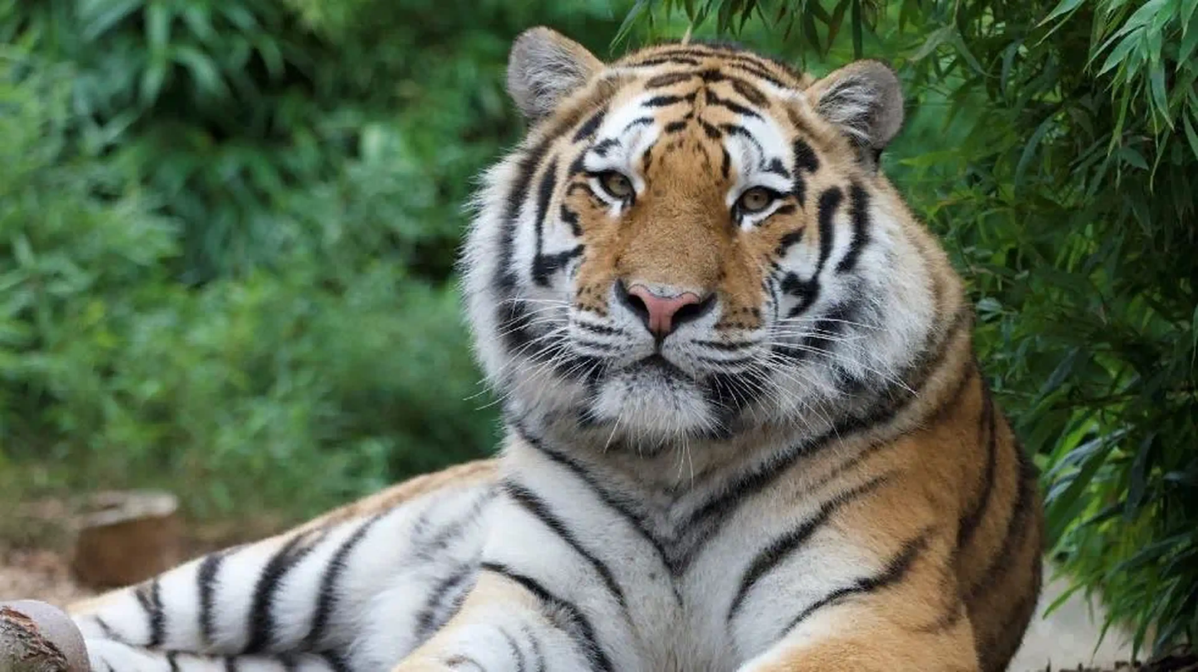 Tiger lying on the ground in Chester Zoo