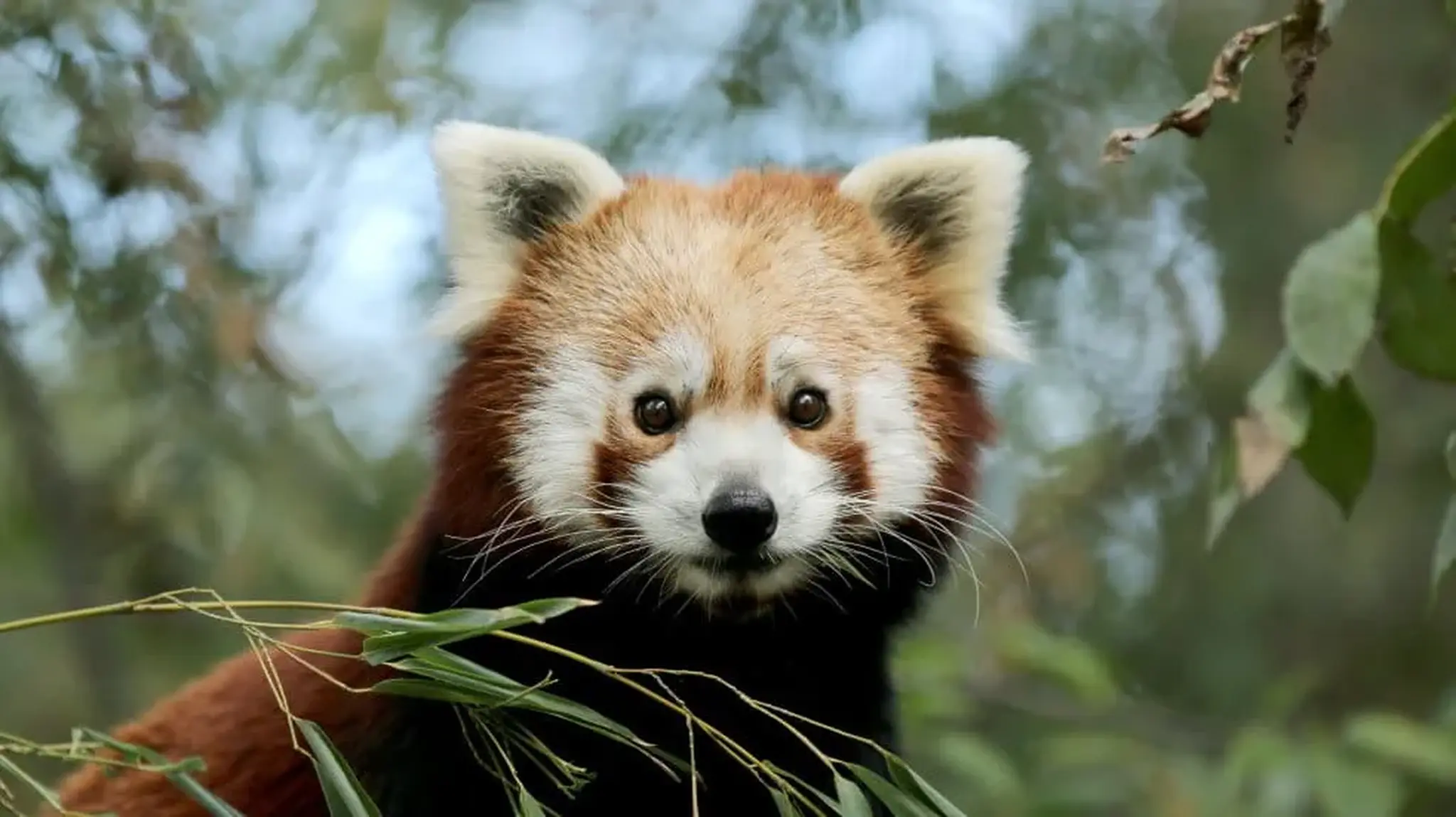 A red panda with fluffy ears standing among green foliage