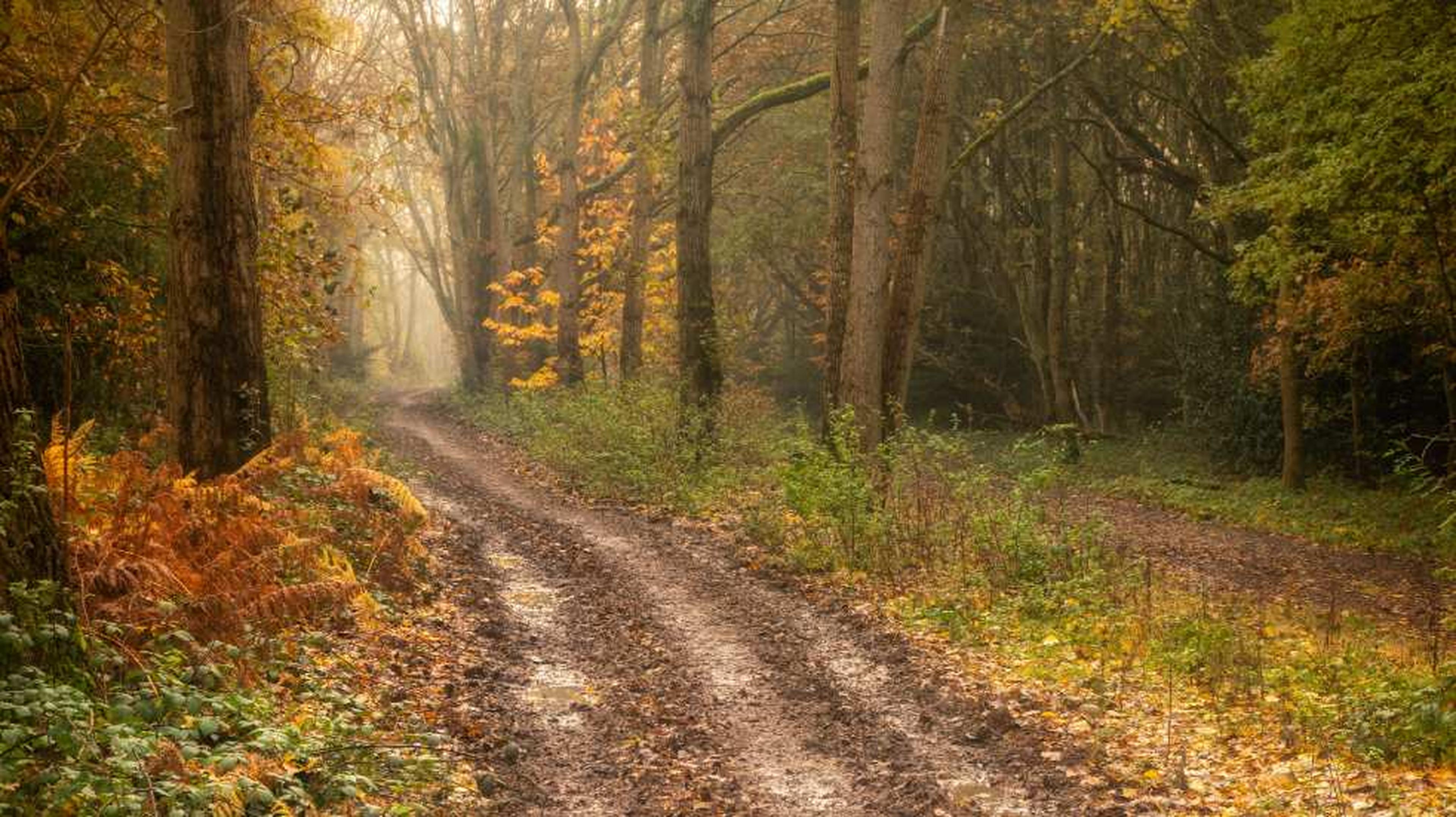 A muddy, leaf-strewn path winds through an autumnal forest, surrounded by tall trees and soft golden light filtering through.