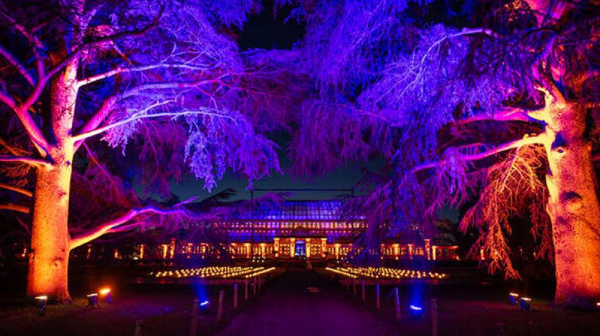 Trees illuminated with vibrant purple and blue lights