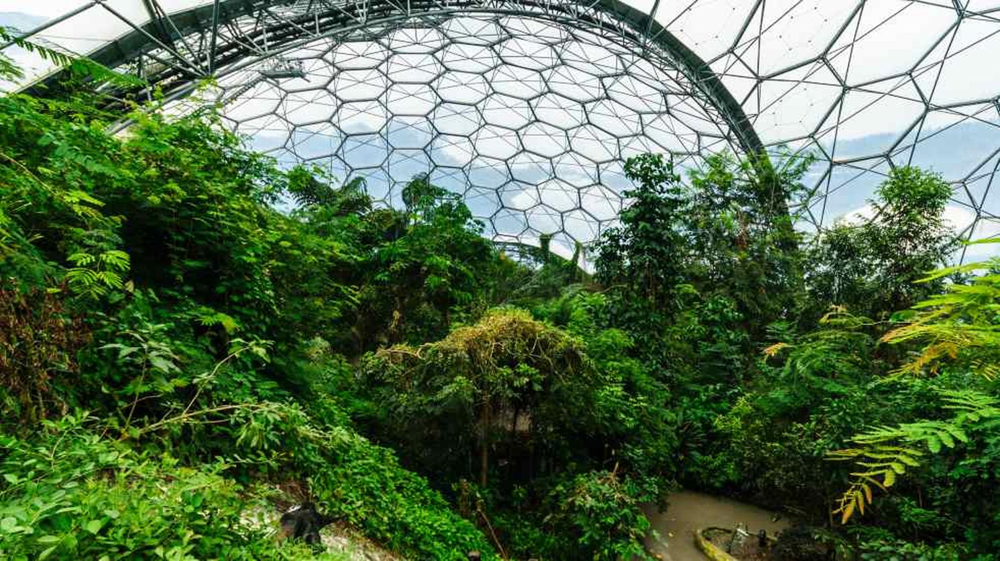 Lush tropical plants and trees inside a large geodesic dome