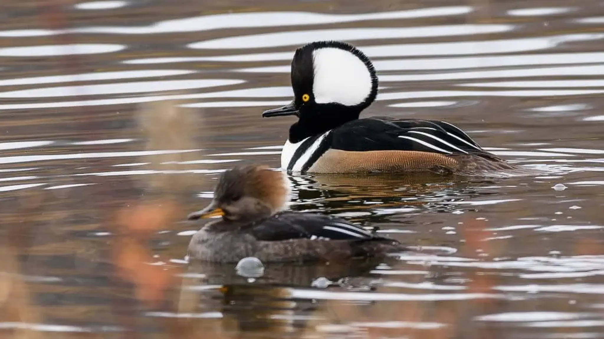 Two hooded mergansers swim in rippling water