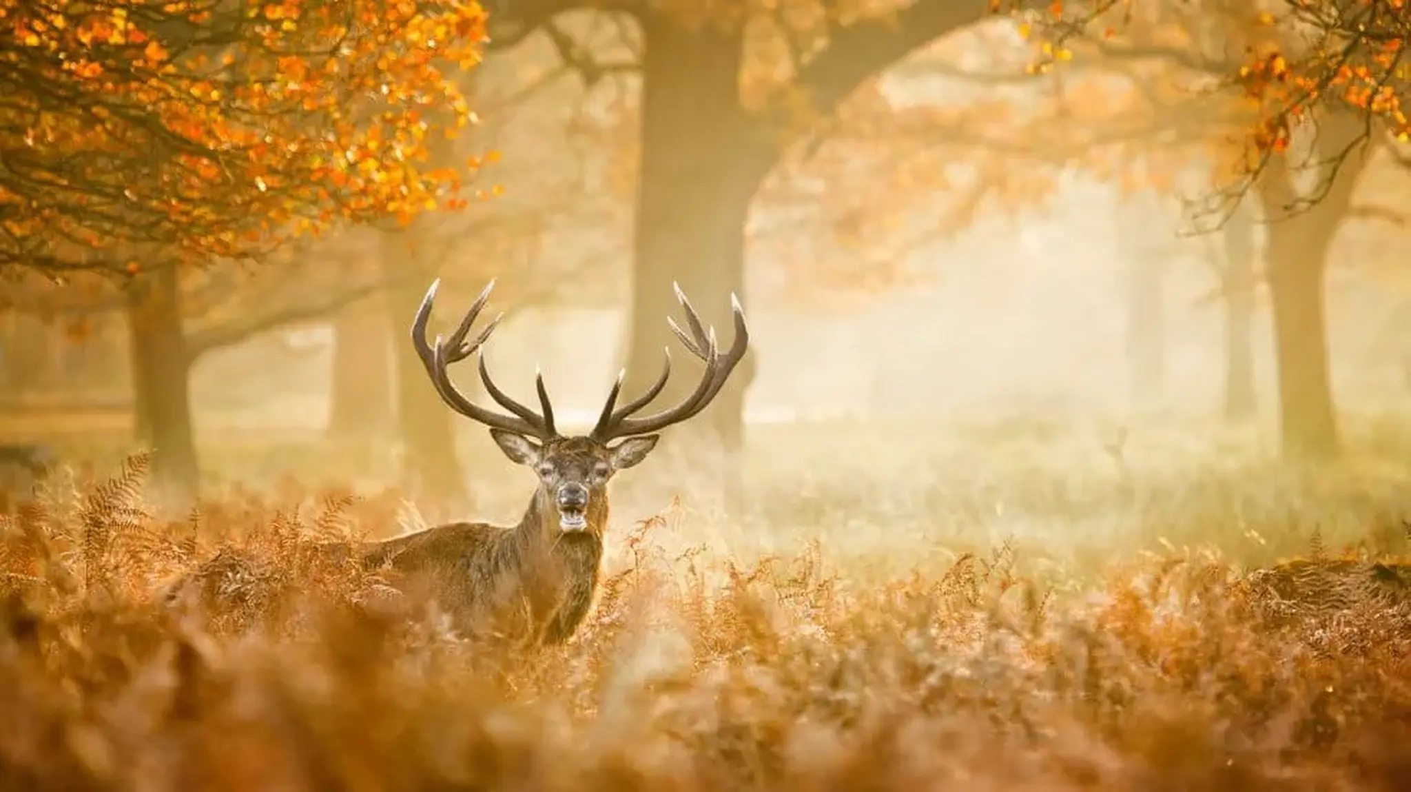 A stag with large antlers stands in a sunlit autumn forest