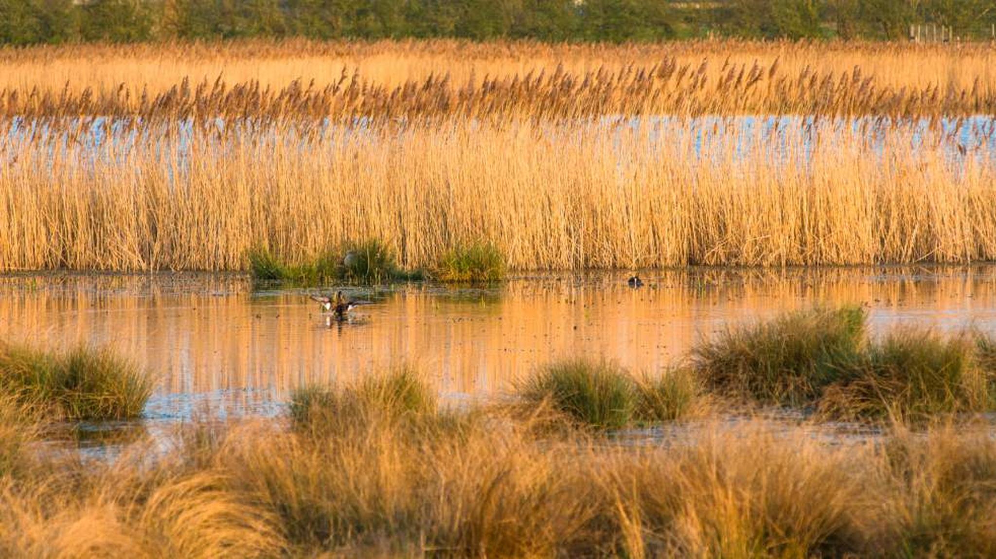 A serene wetland scene with tall golden grasses, calm water, and a bird spreading its wings in the center.