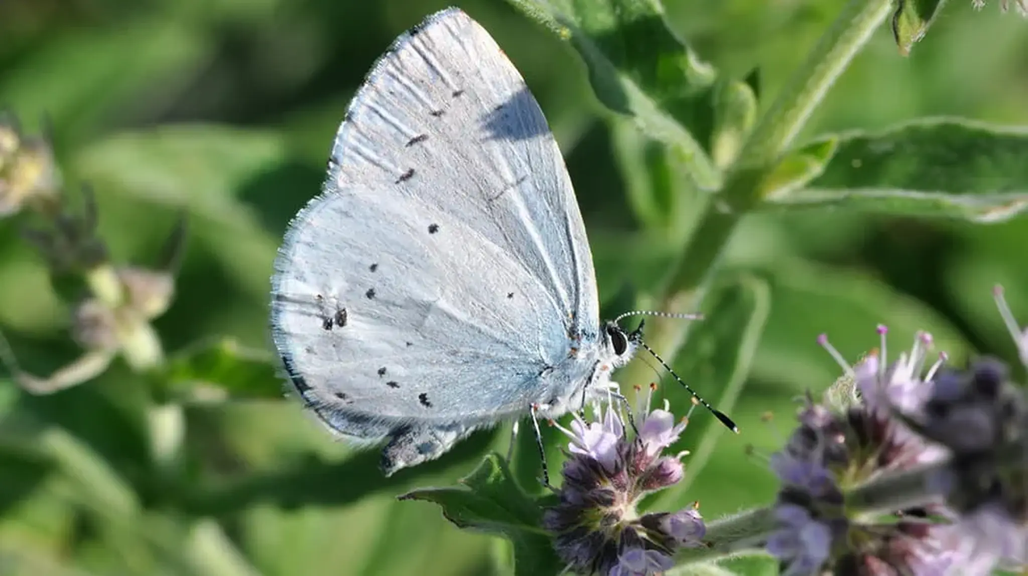A light blue butterfly perched on a cluster of small purple flowers