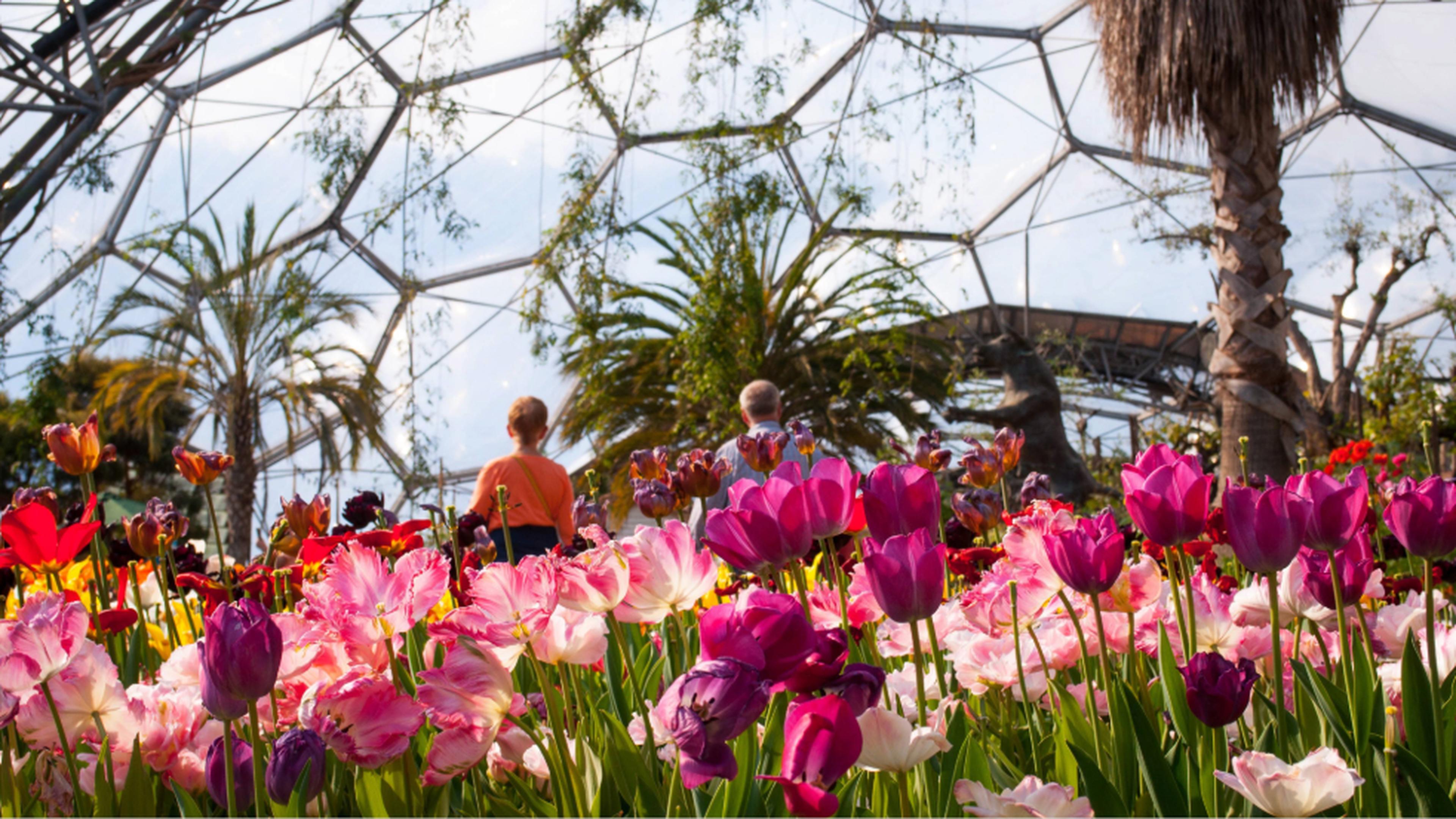Vibrant tulips in pink and purple bloom inside a geodesic dome greenhouse, with two people admiring the lush garden and tall palm trees.