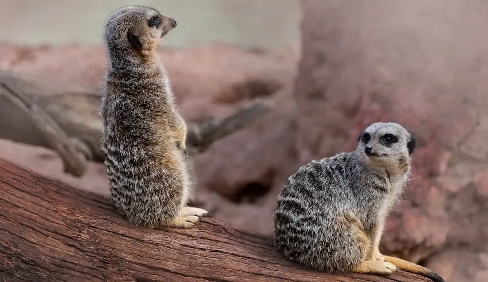 Two meerkats sitting on a log