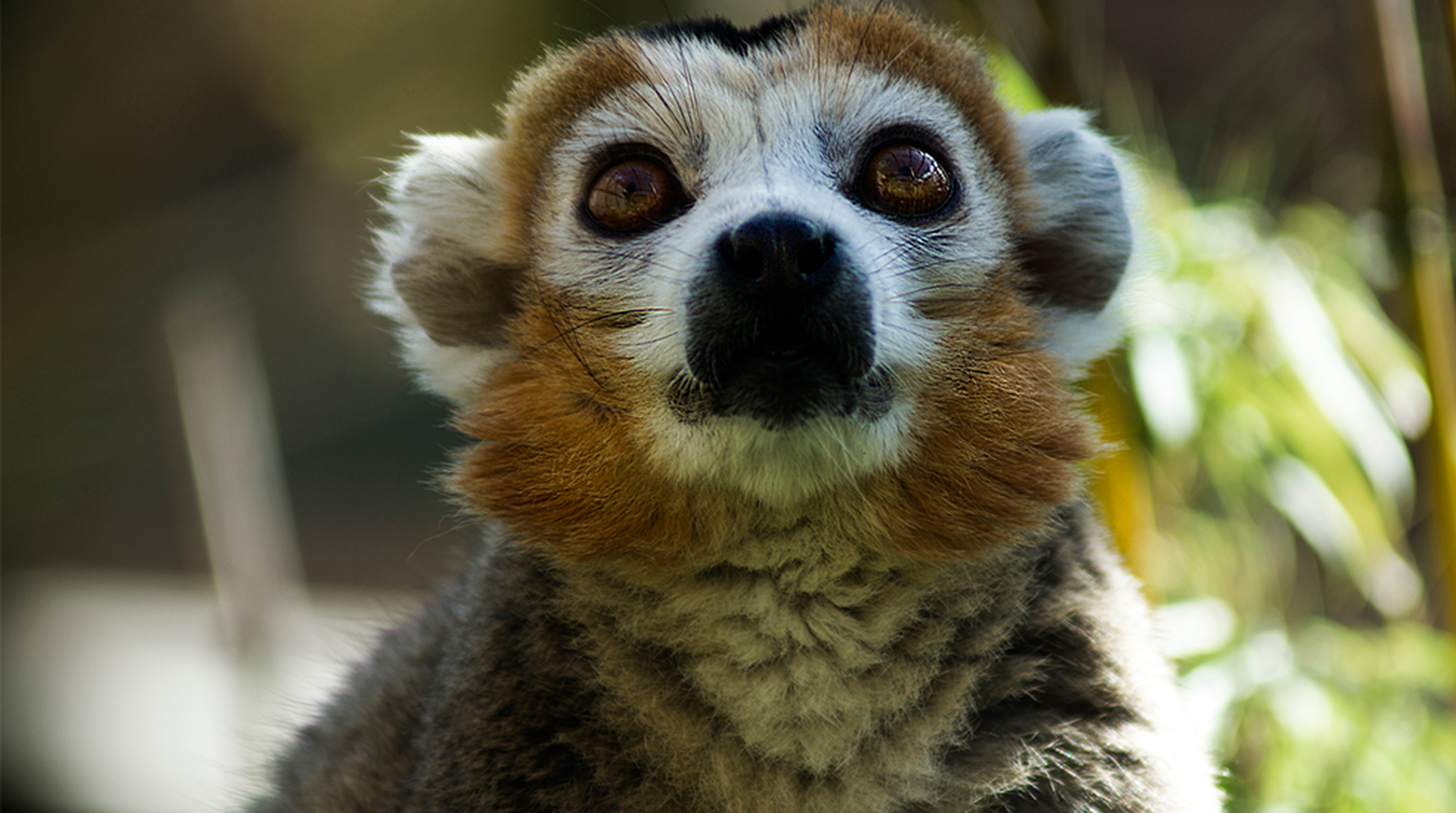 Close up of. a crowned lemur's face