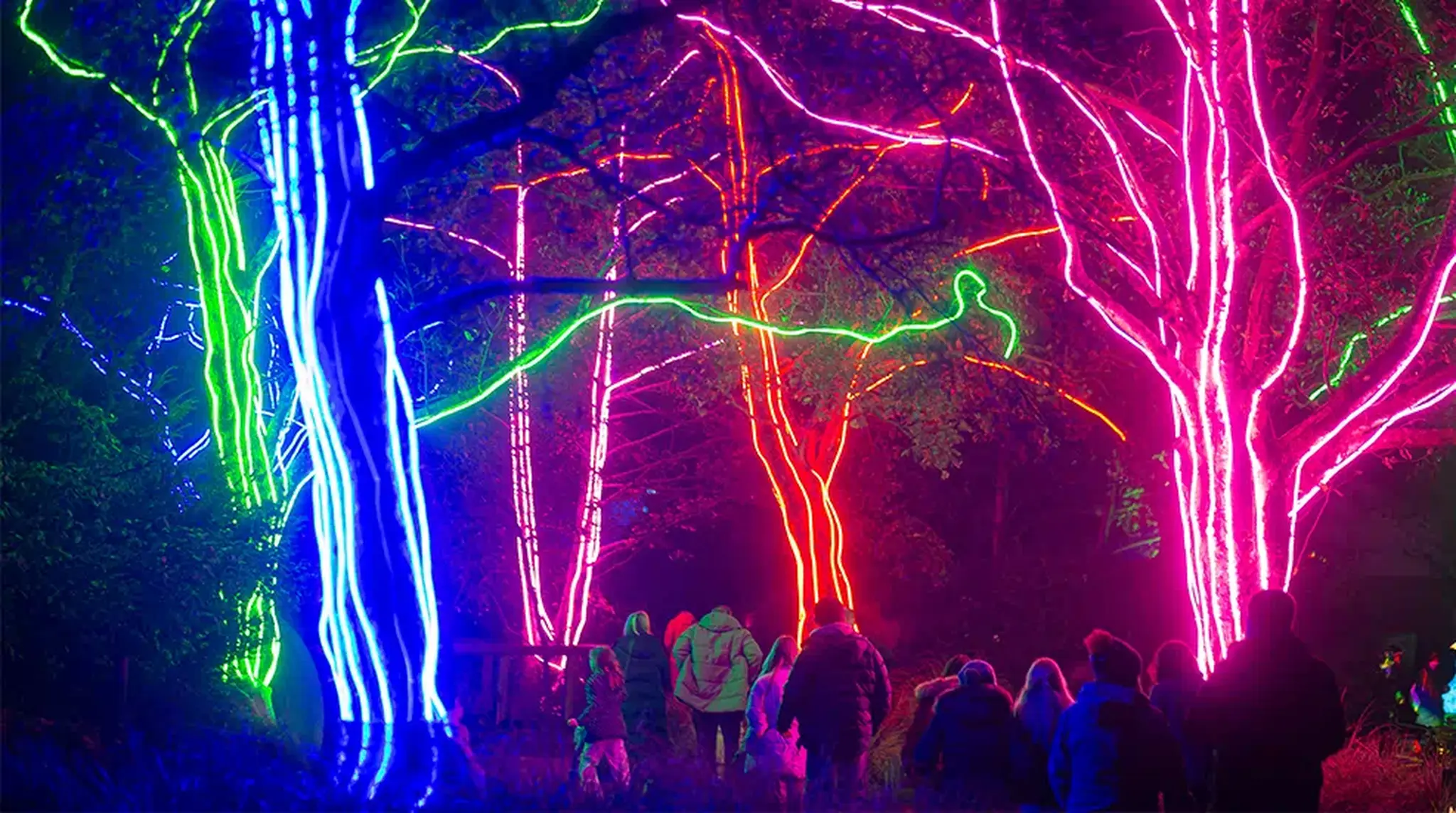 People walk through a forest illuminated with vibrant, neon lights at Chester Zoo