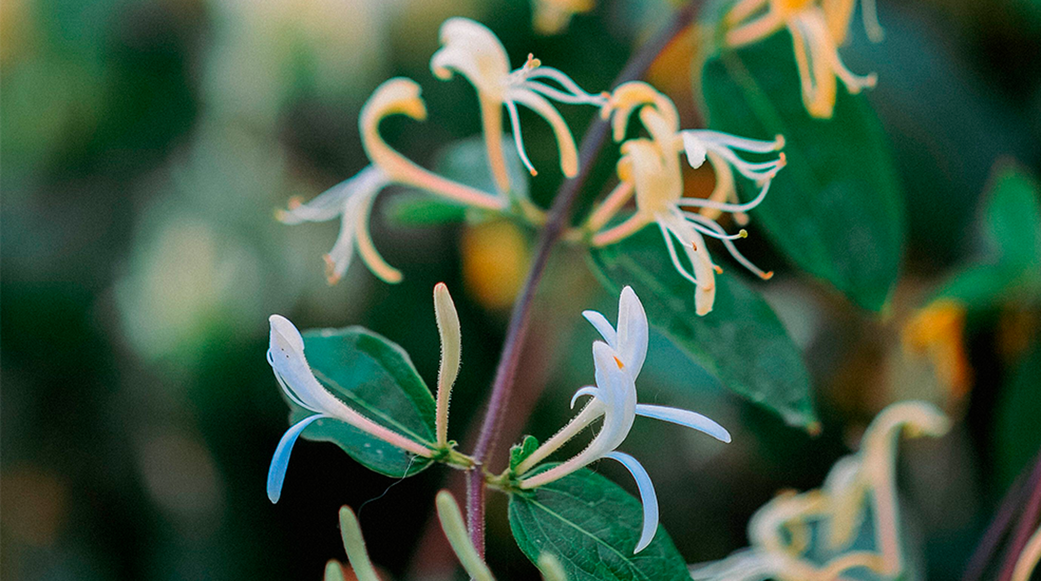 Close up of honeysuckle