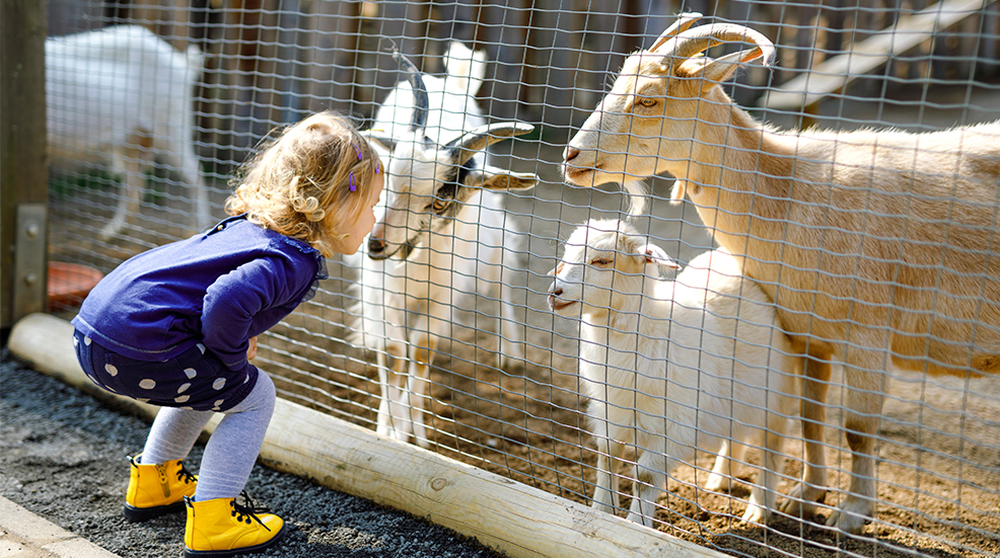 A child in a blue dress and yellow boots leans toward goats behind a fence, observing them closely in a zoo or farm setting.