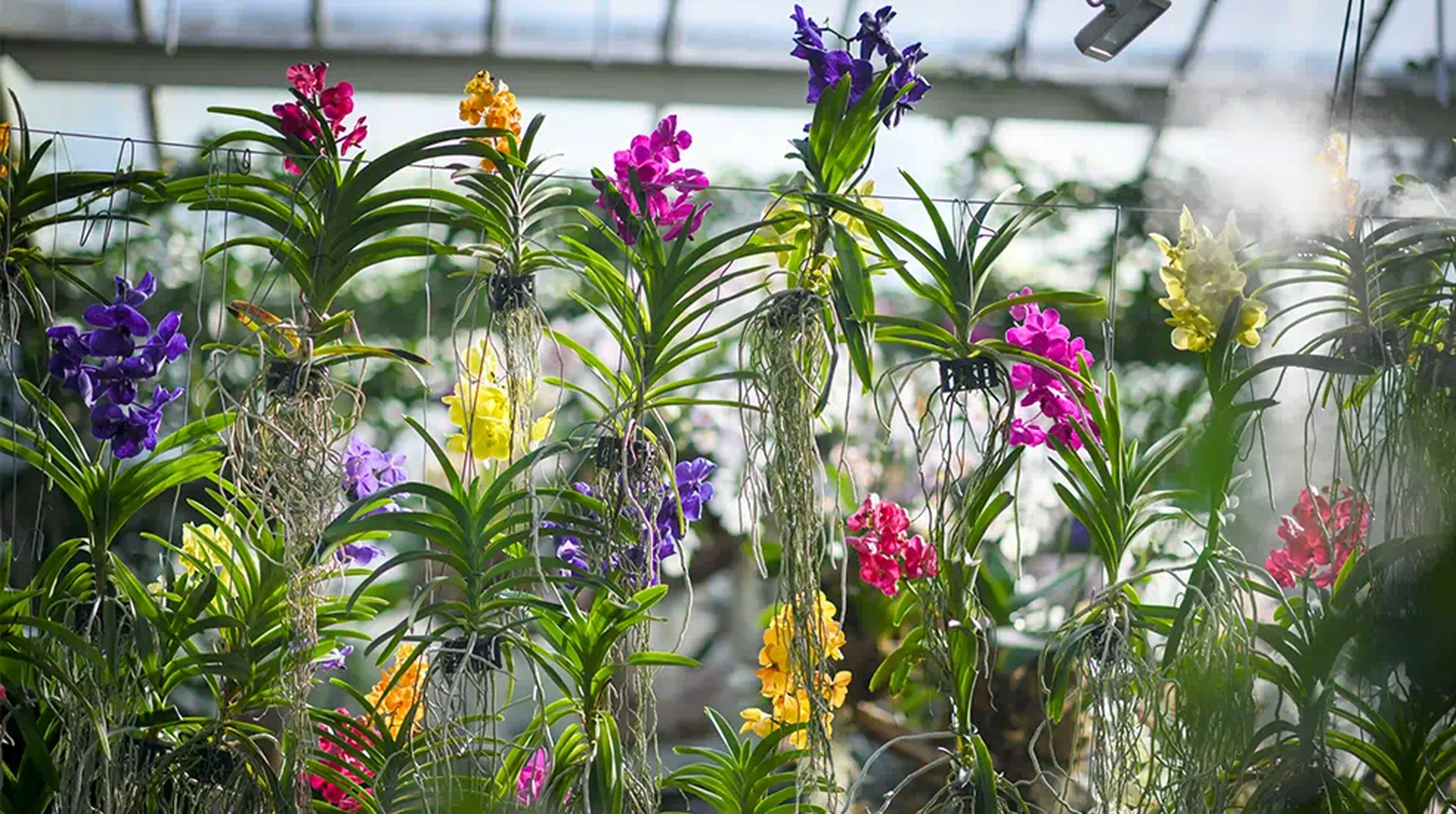 Vibrant orchids in purple, pink, orange, and yellow bloom gracefully in greenhouse structure