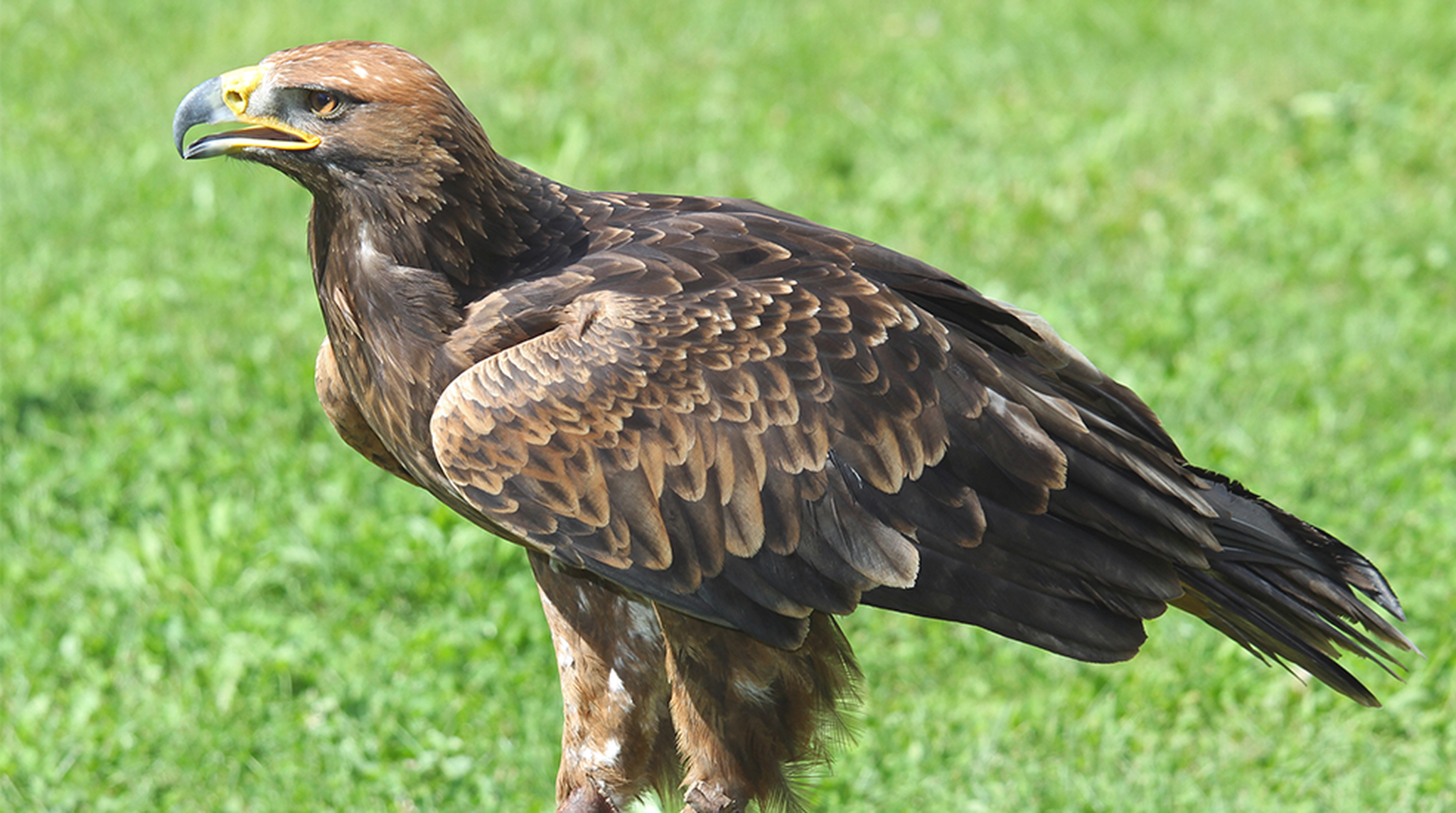 Close up of an eagle