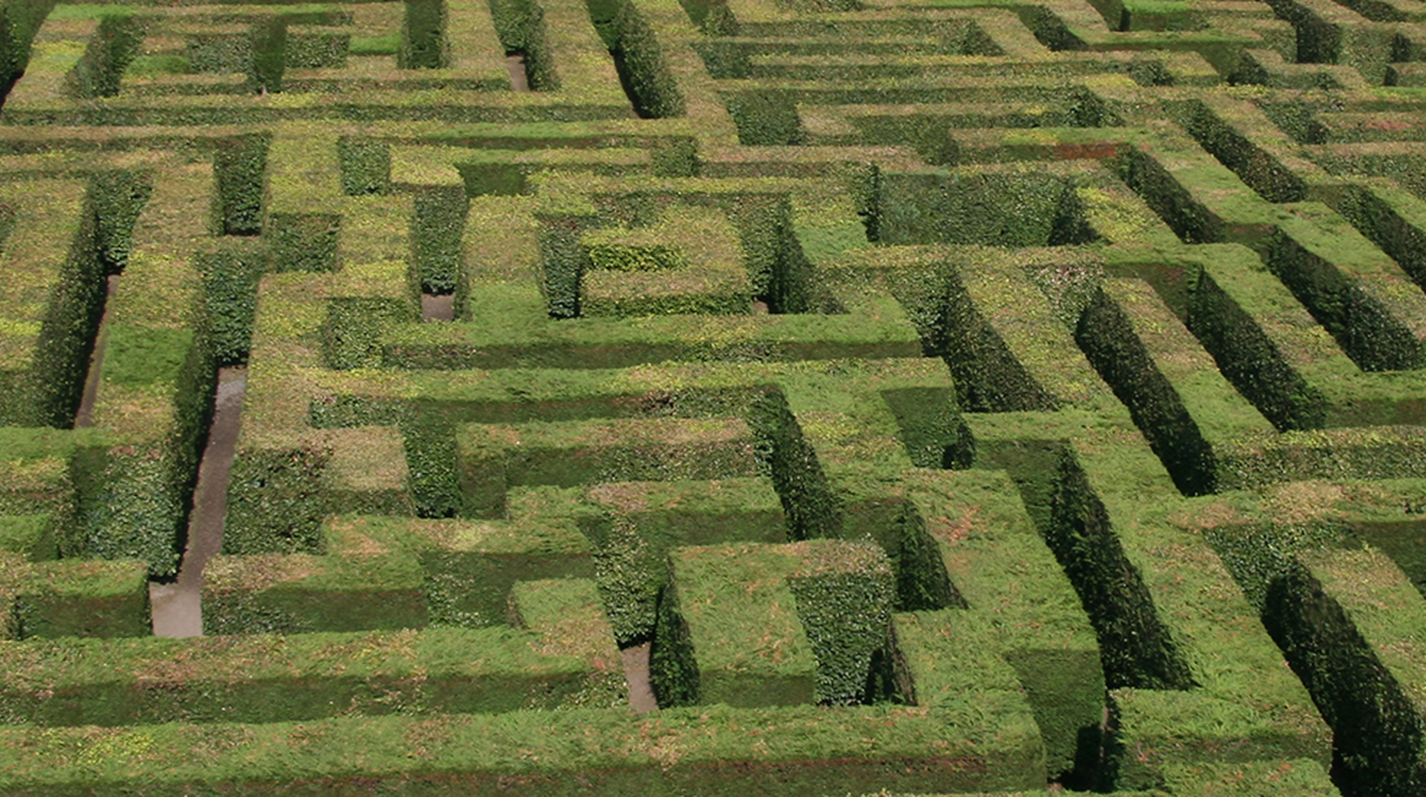 View over the top of Traquair hedge maze