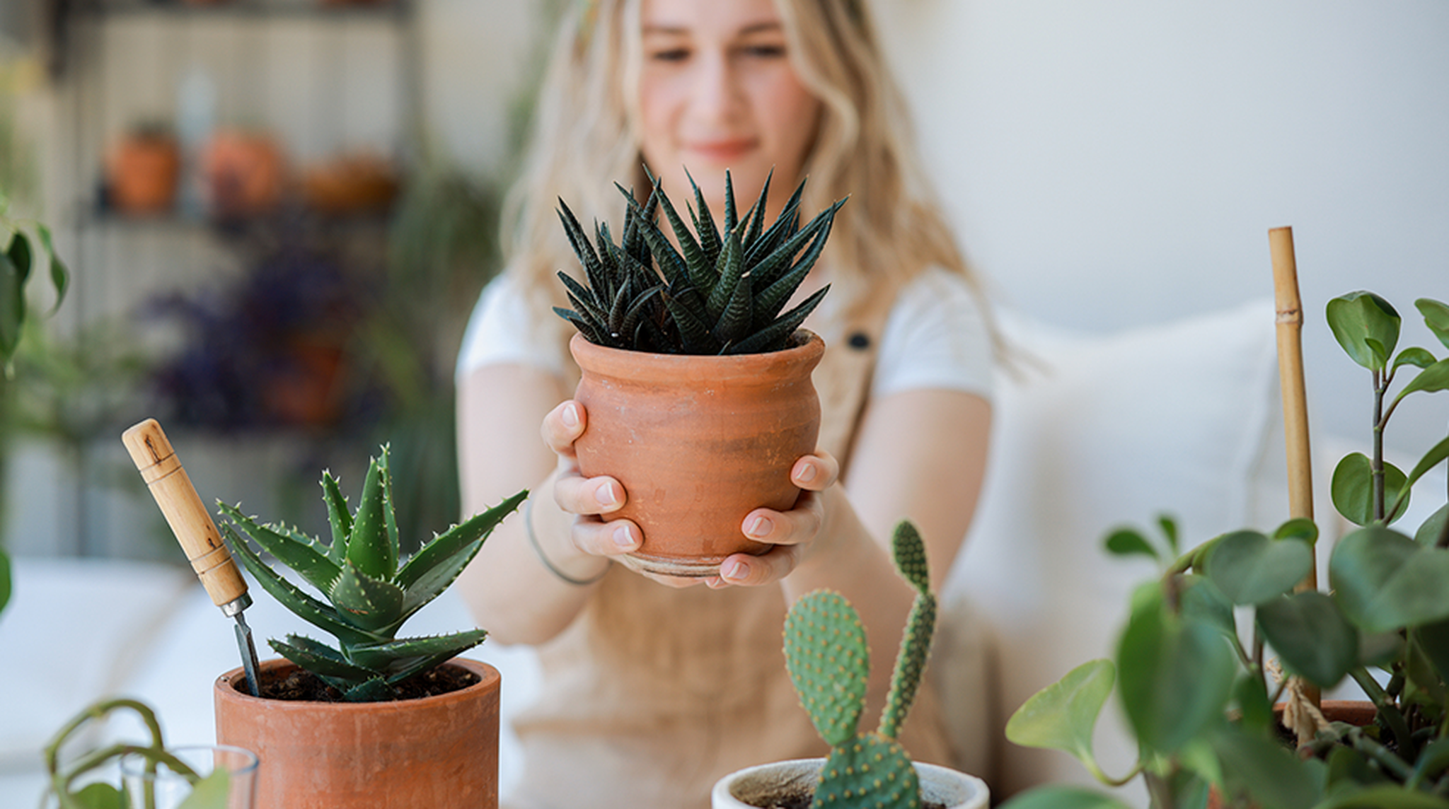 A woman is out of focus holding a potted succulent in her hands in the foreground