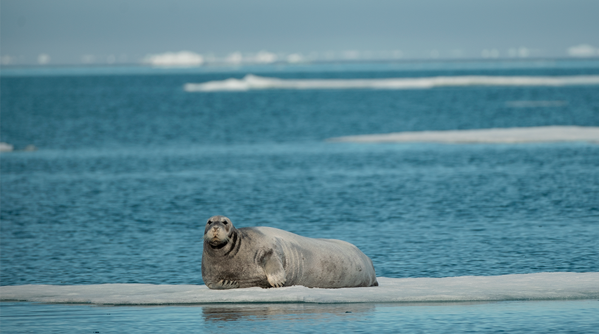 Seal in the Arctic