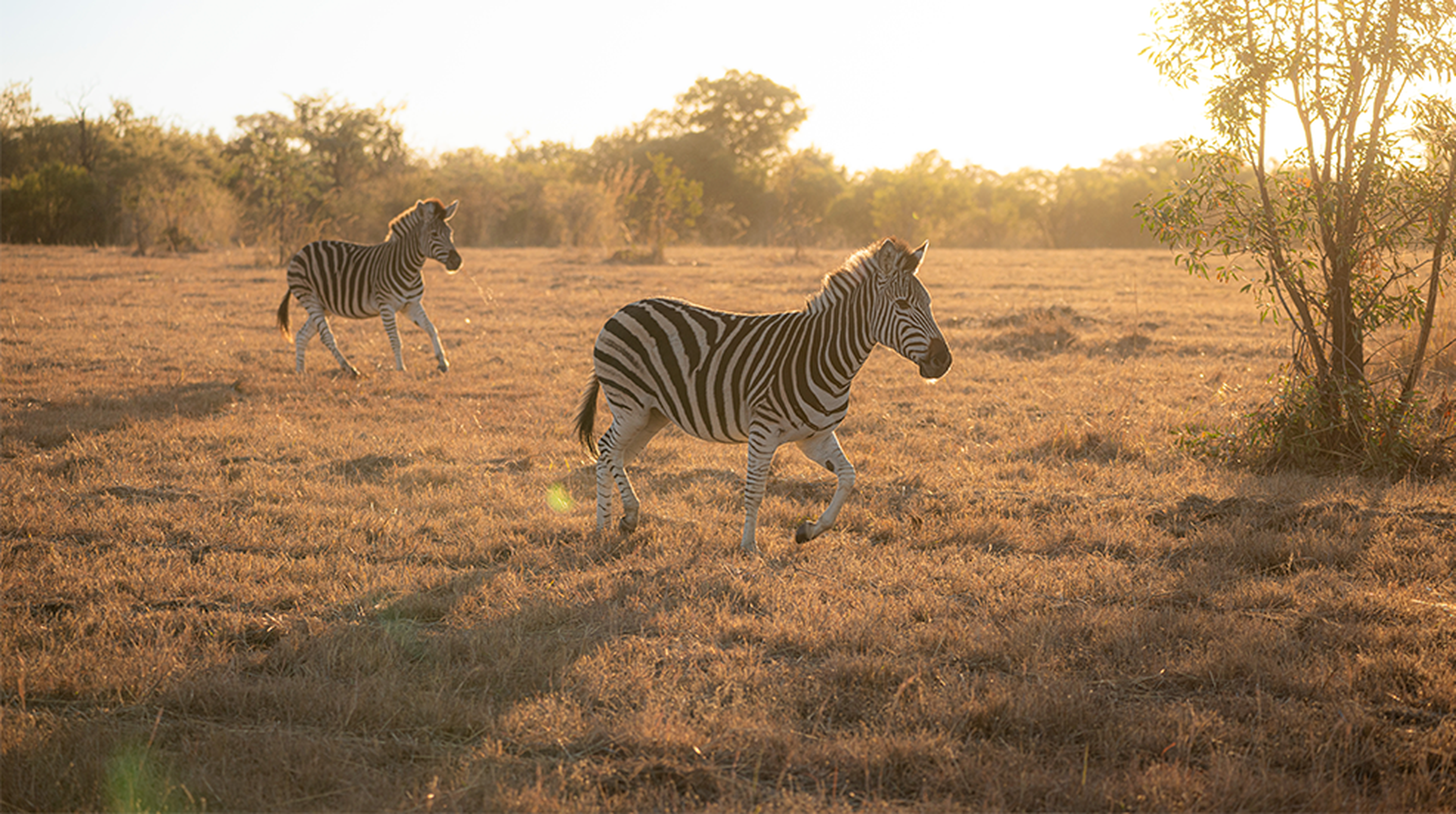 10 top tips for going on your own South African safari