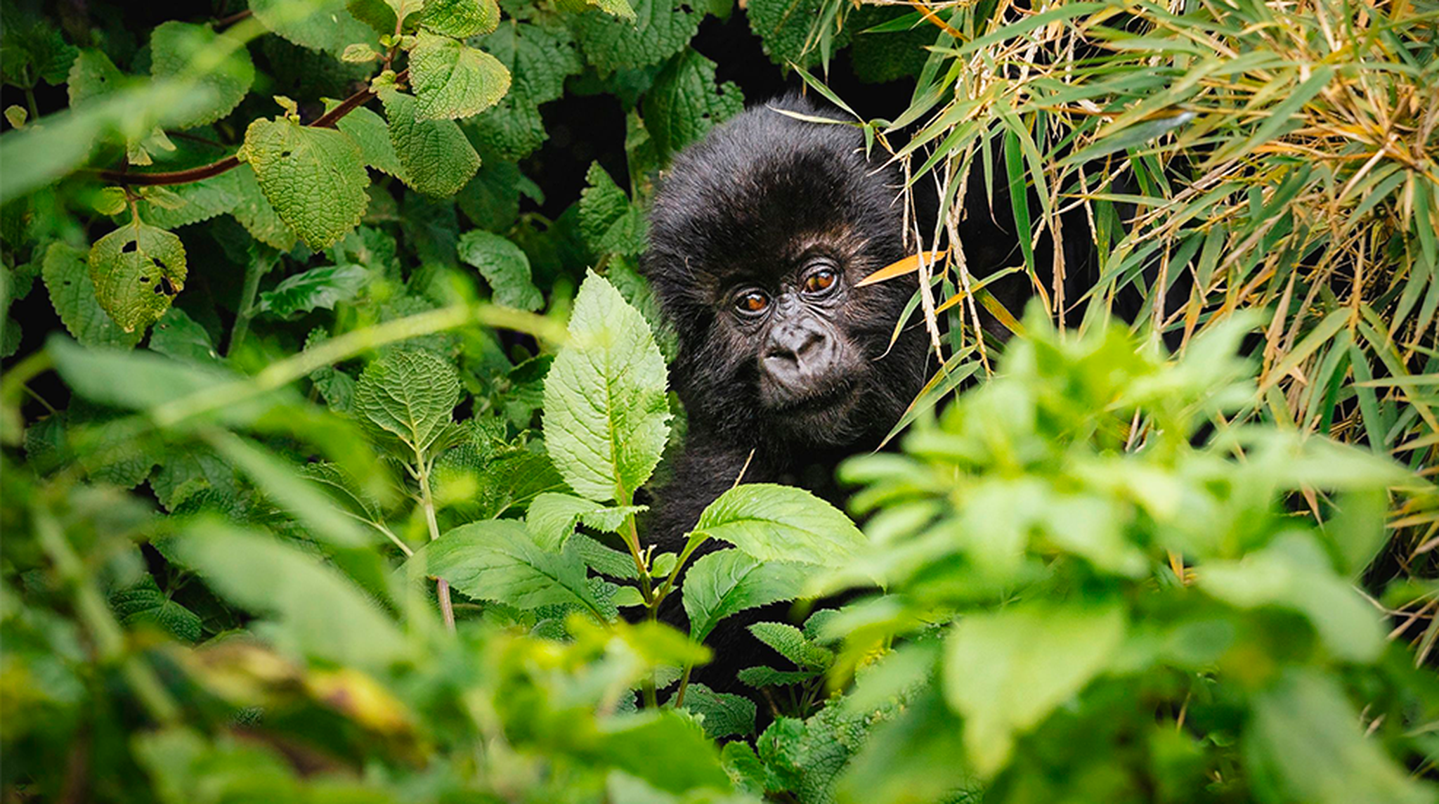 Mountain gorilla peeping through leaves