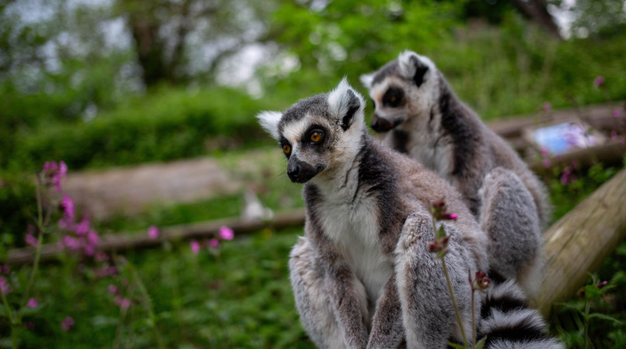 Lemurs are seen at West Midlands Safari Park