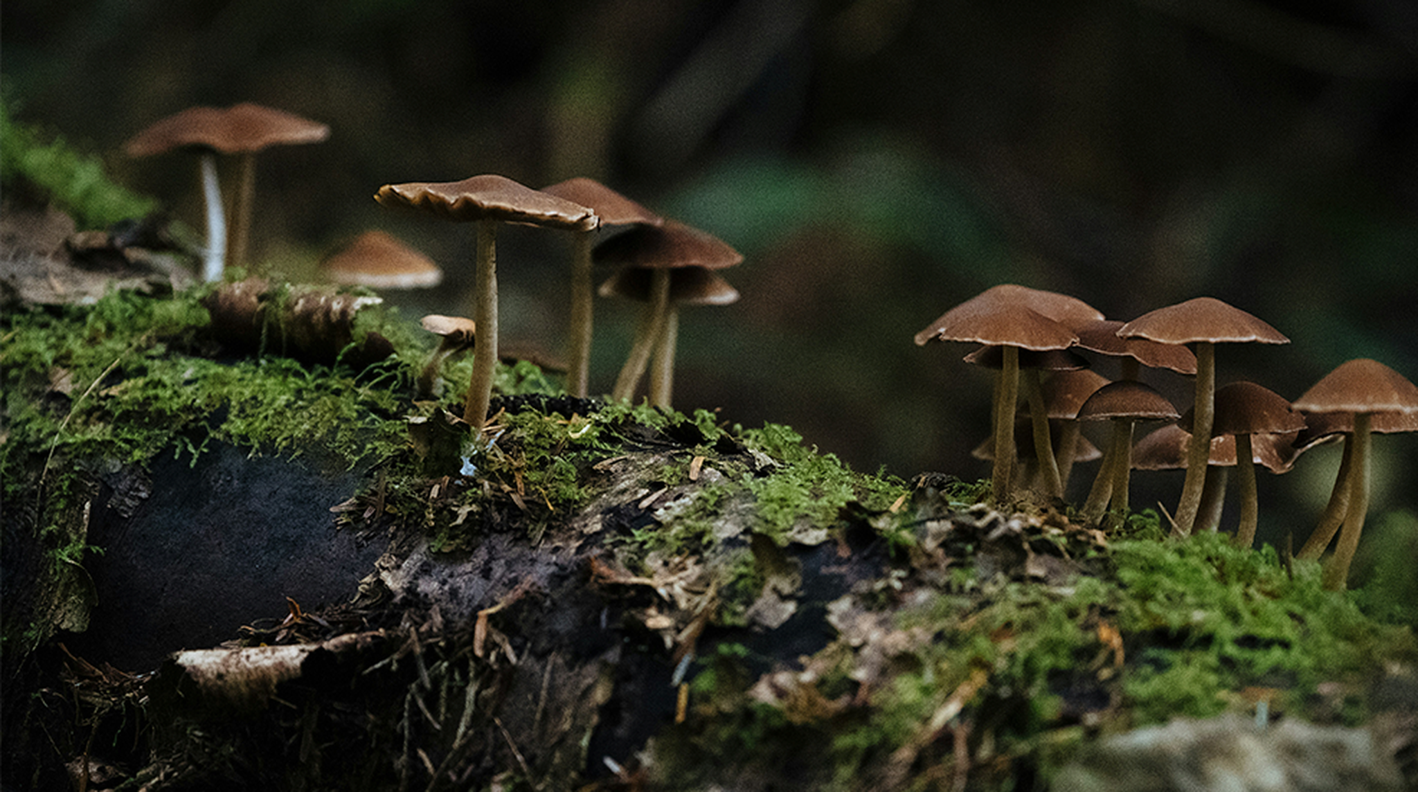 Mushrooms growing in the wild