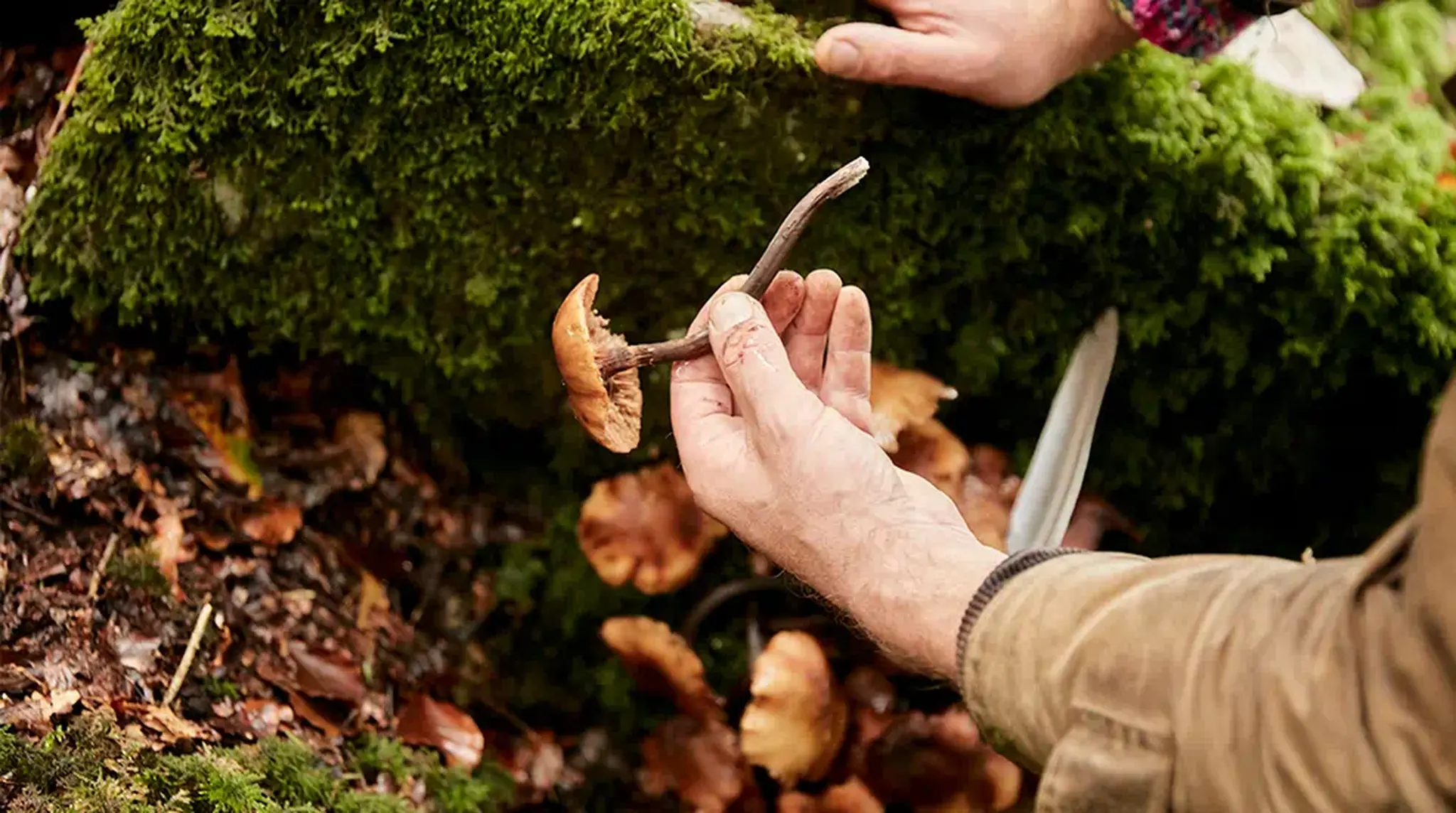 Person holding a brown mushroom in a forest, next to a moss-covered log