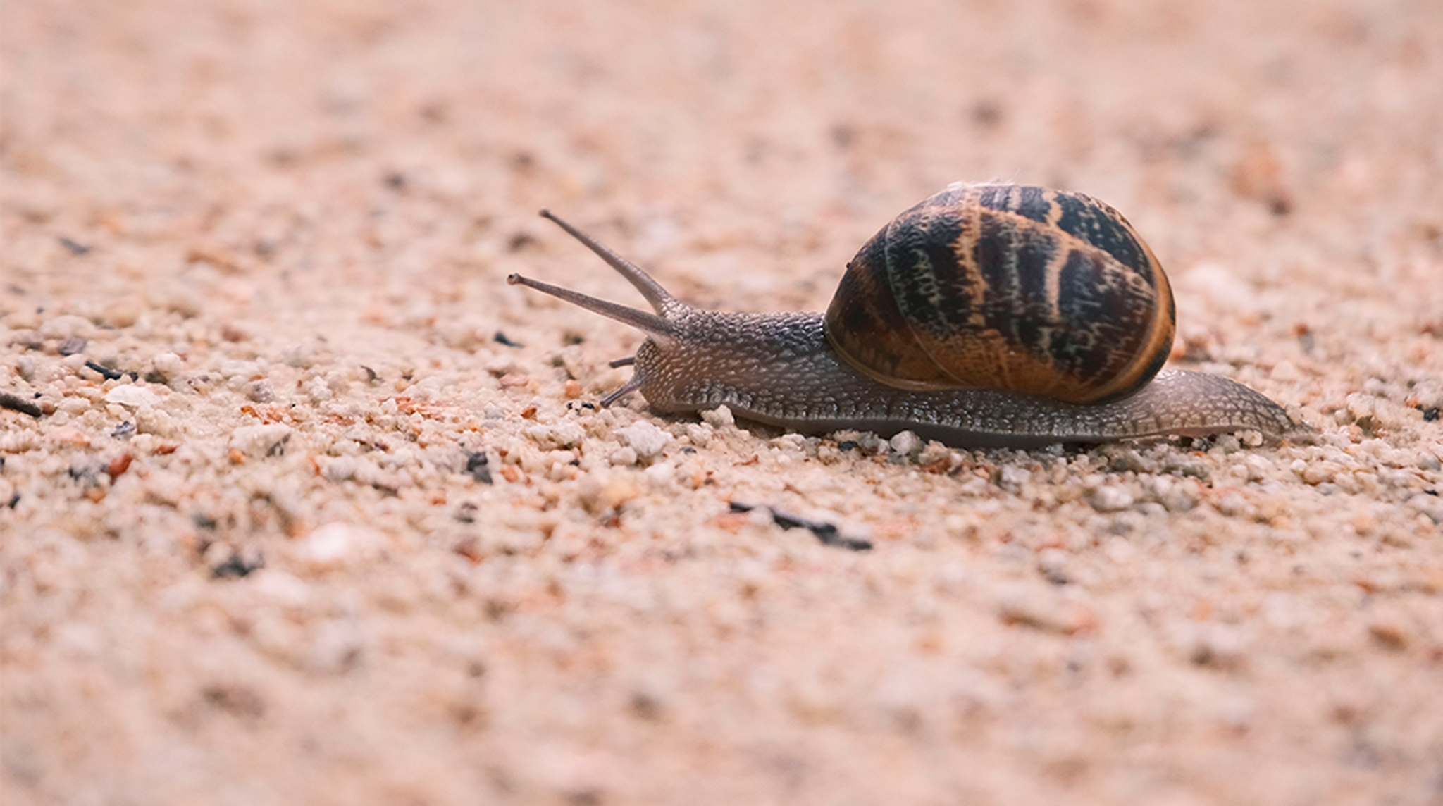 A close up of a snail on the ground